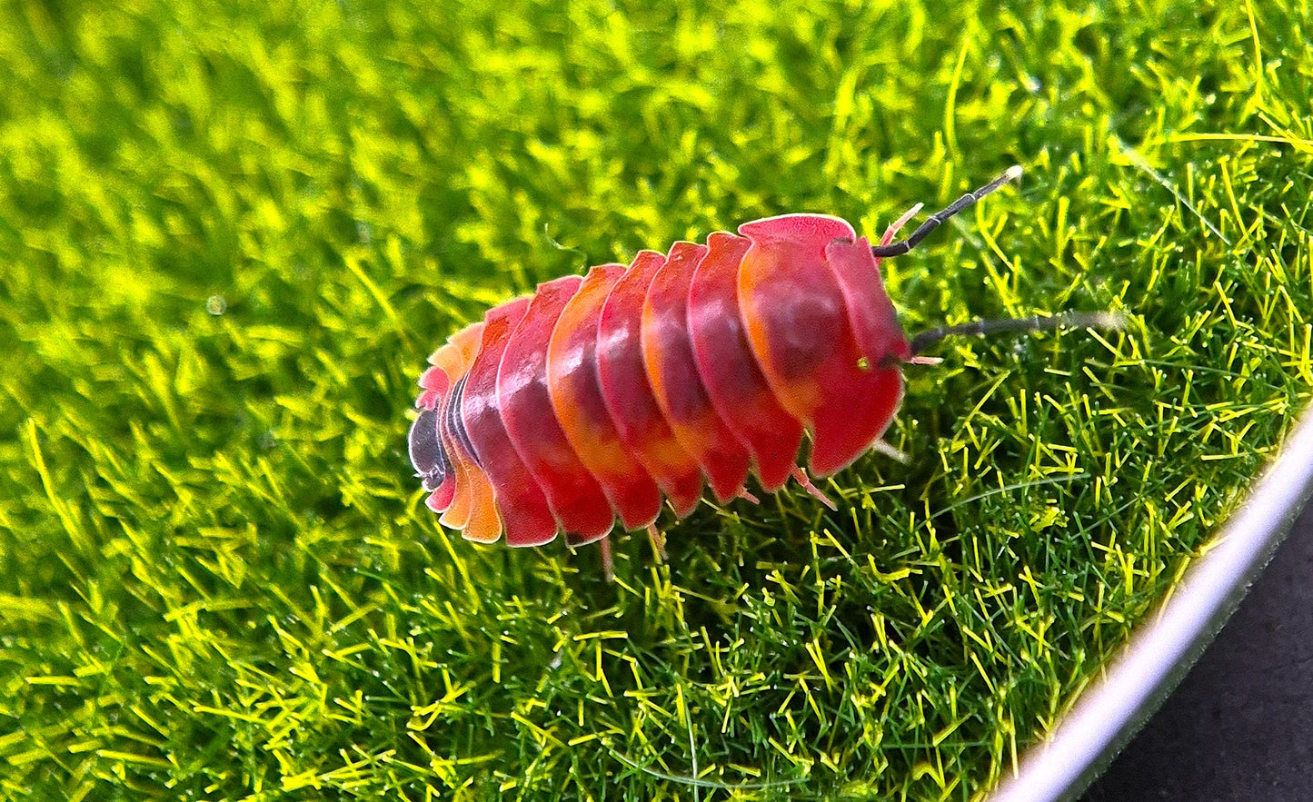 Ardentiella Scarlet