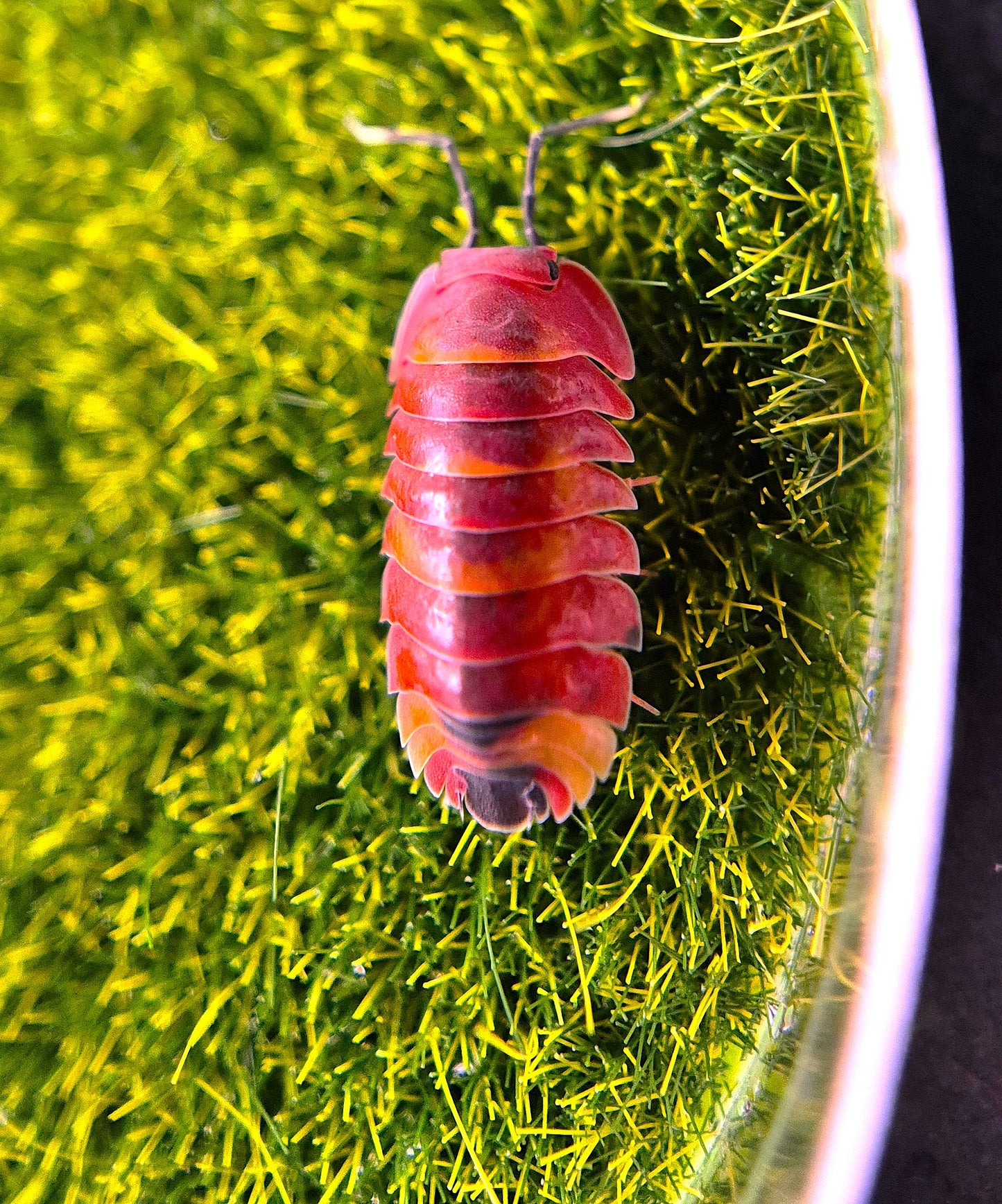 Ardentiella Scarlet