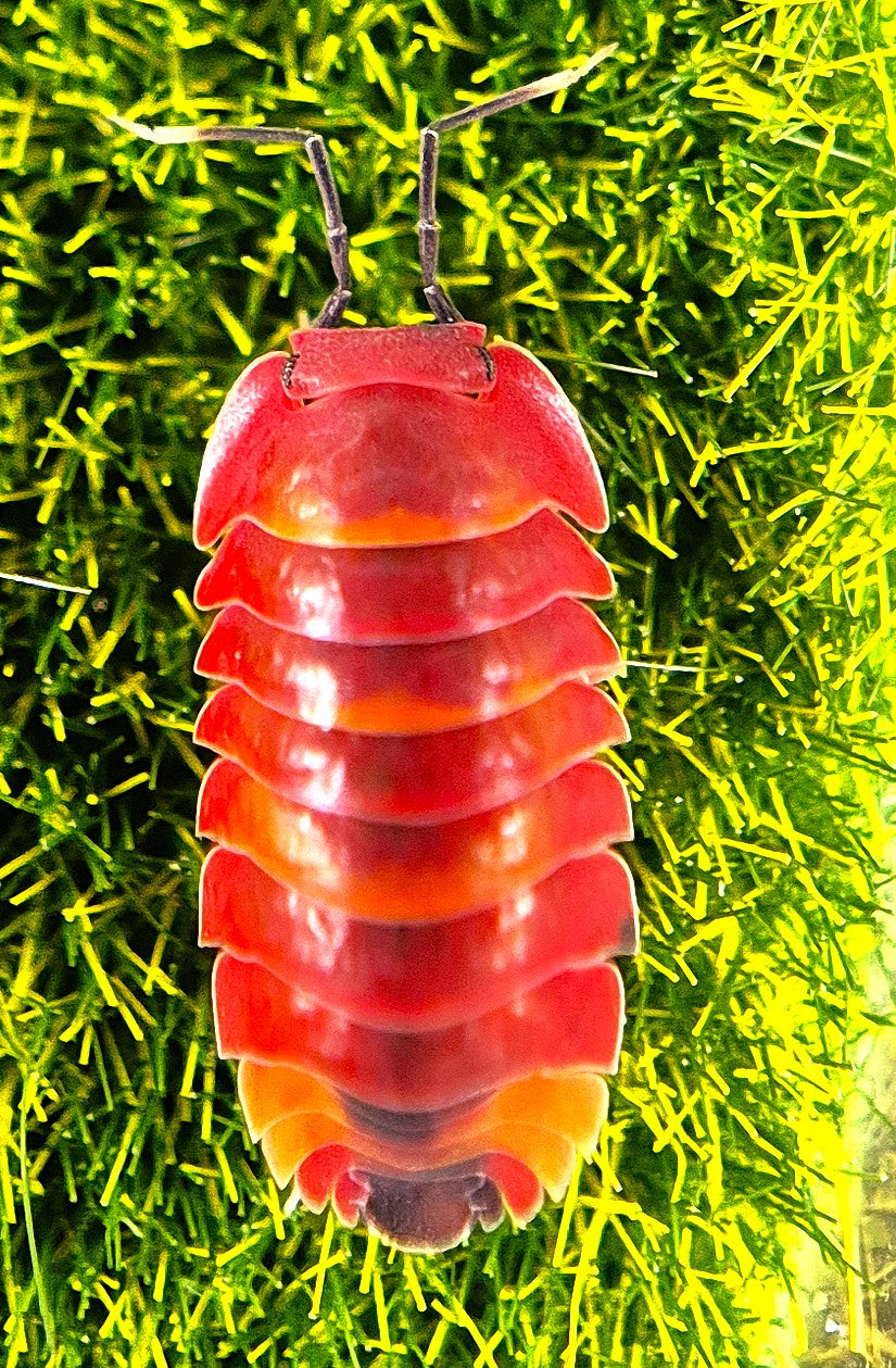 Ardentiella Scarlet