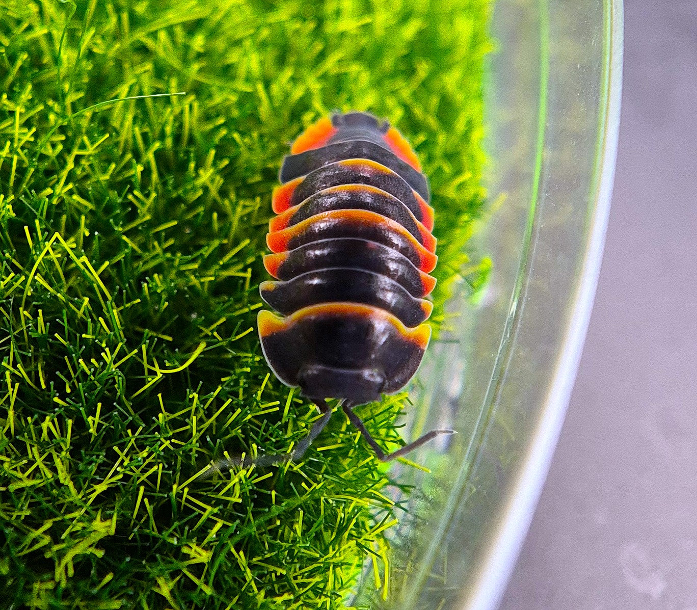 Merulanella Ember Bee
