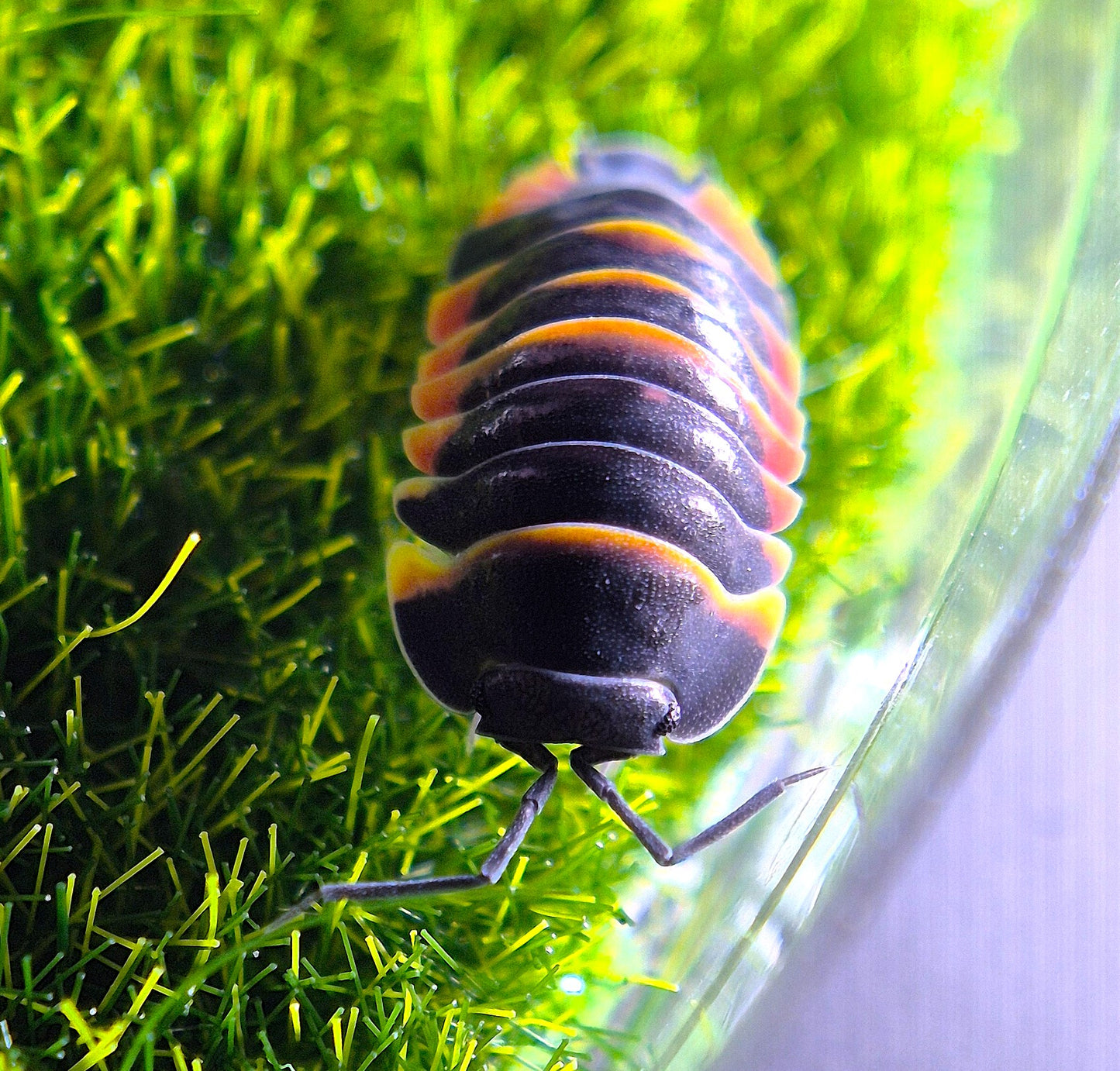 Merulanella Ember Bee