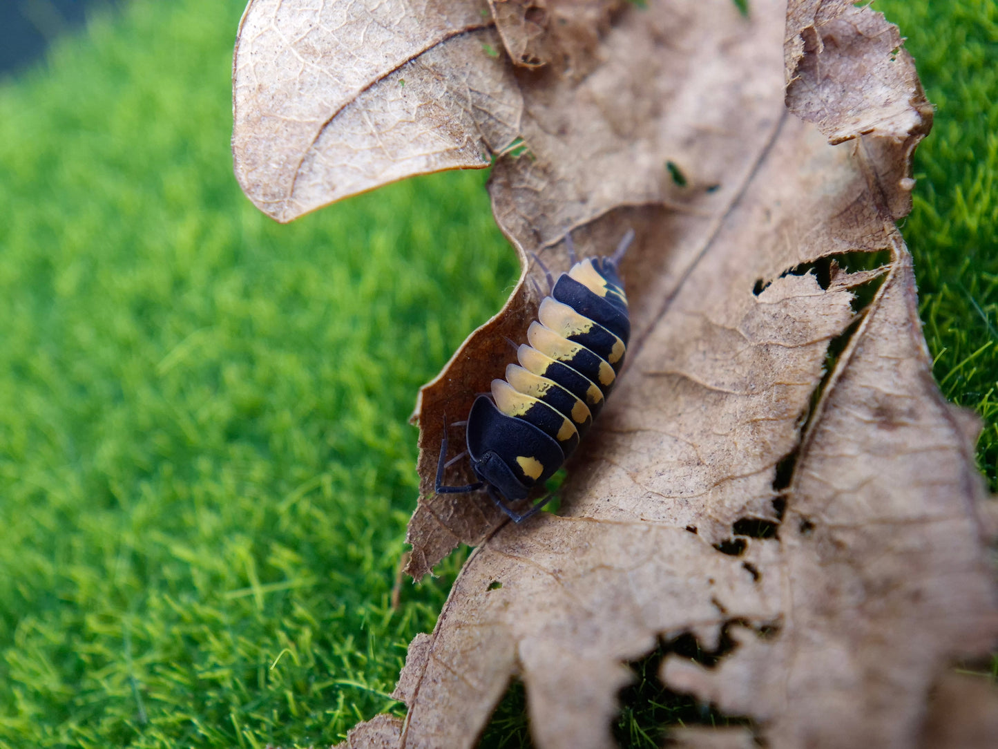 Ardentiella Yellow Hornet/Shadow Warrior