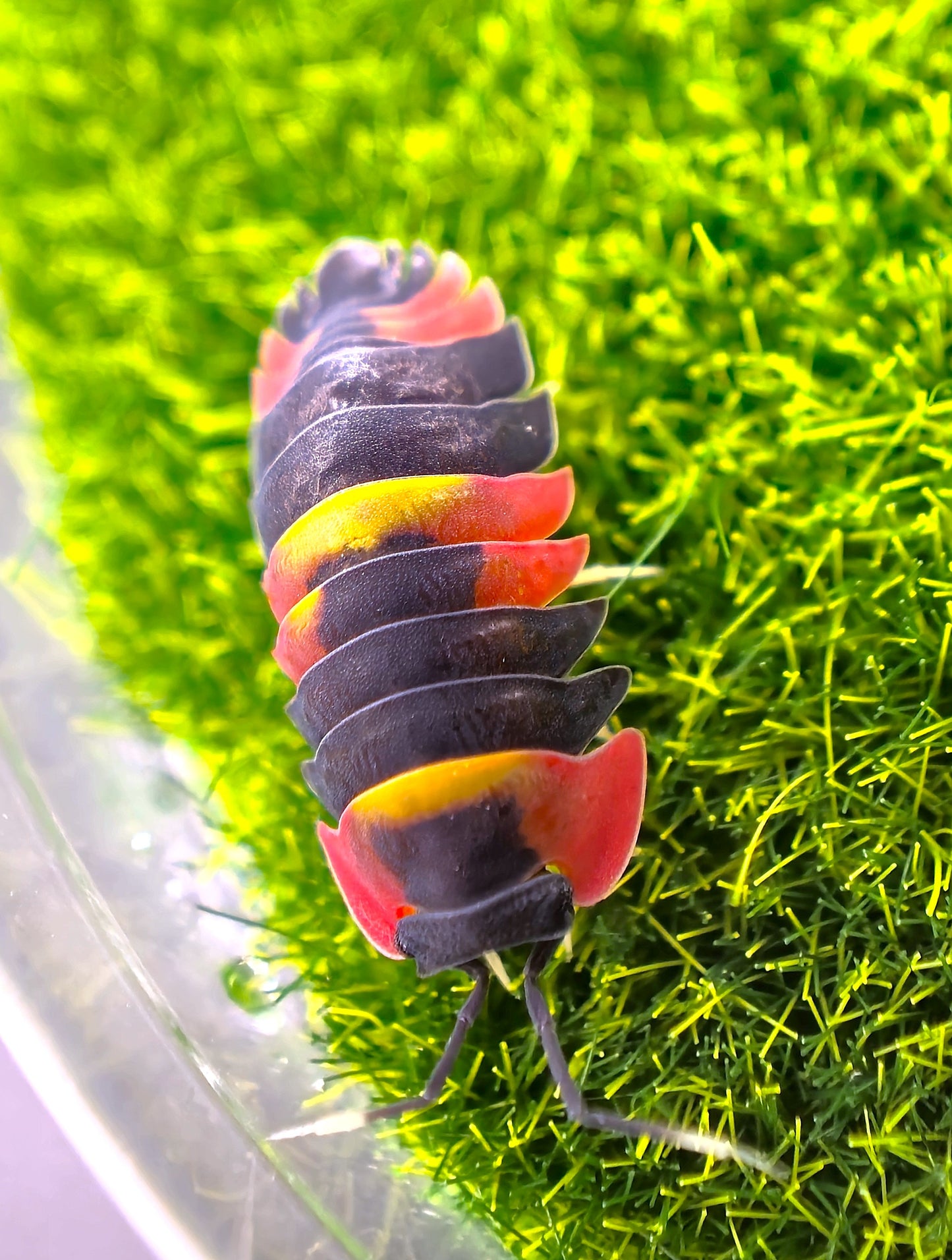 Merulanella Tri-Colour