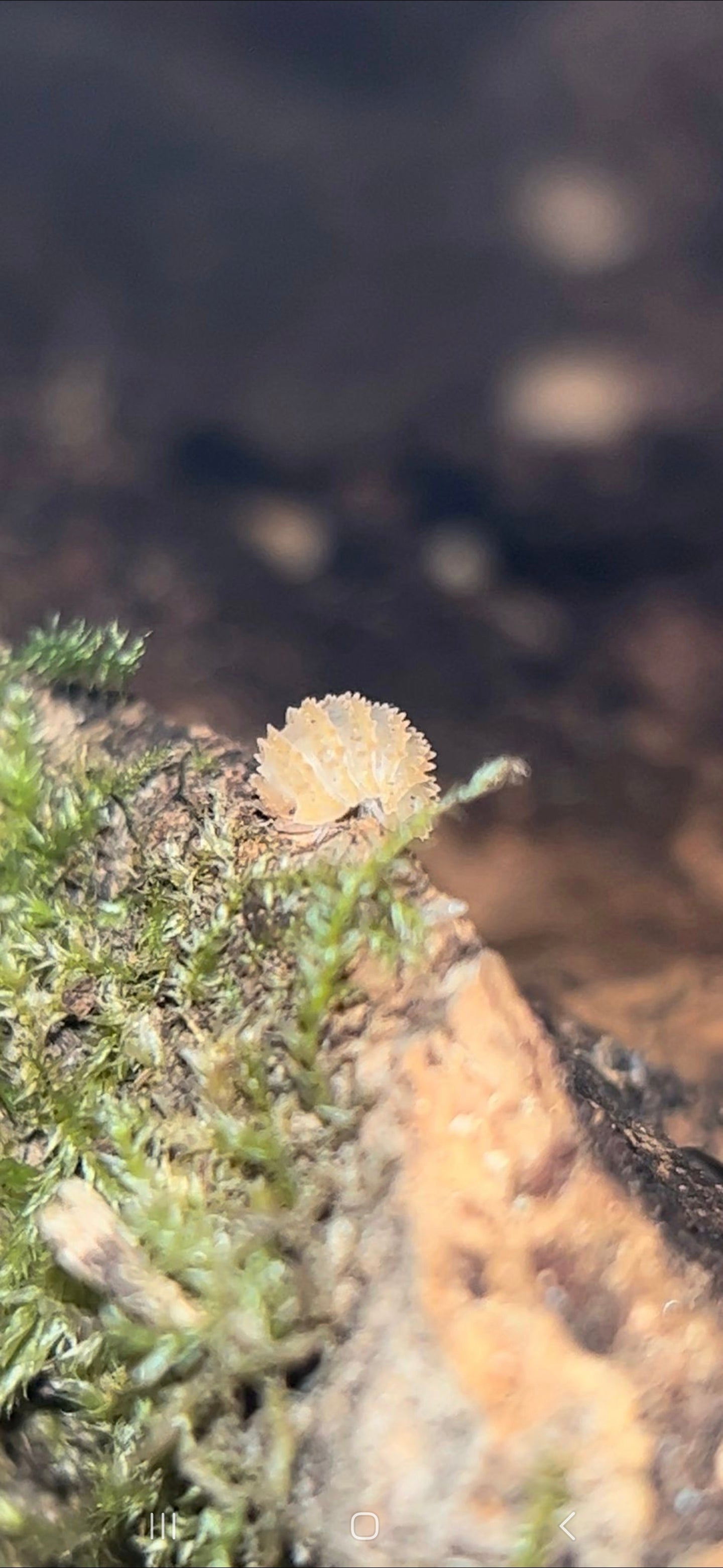 Cristarmadillidium Pinapple