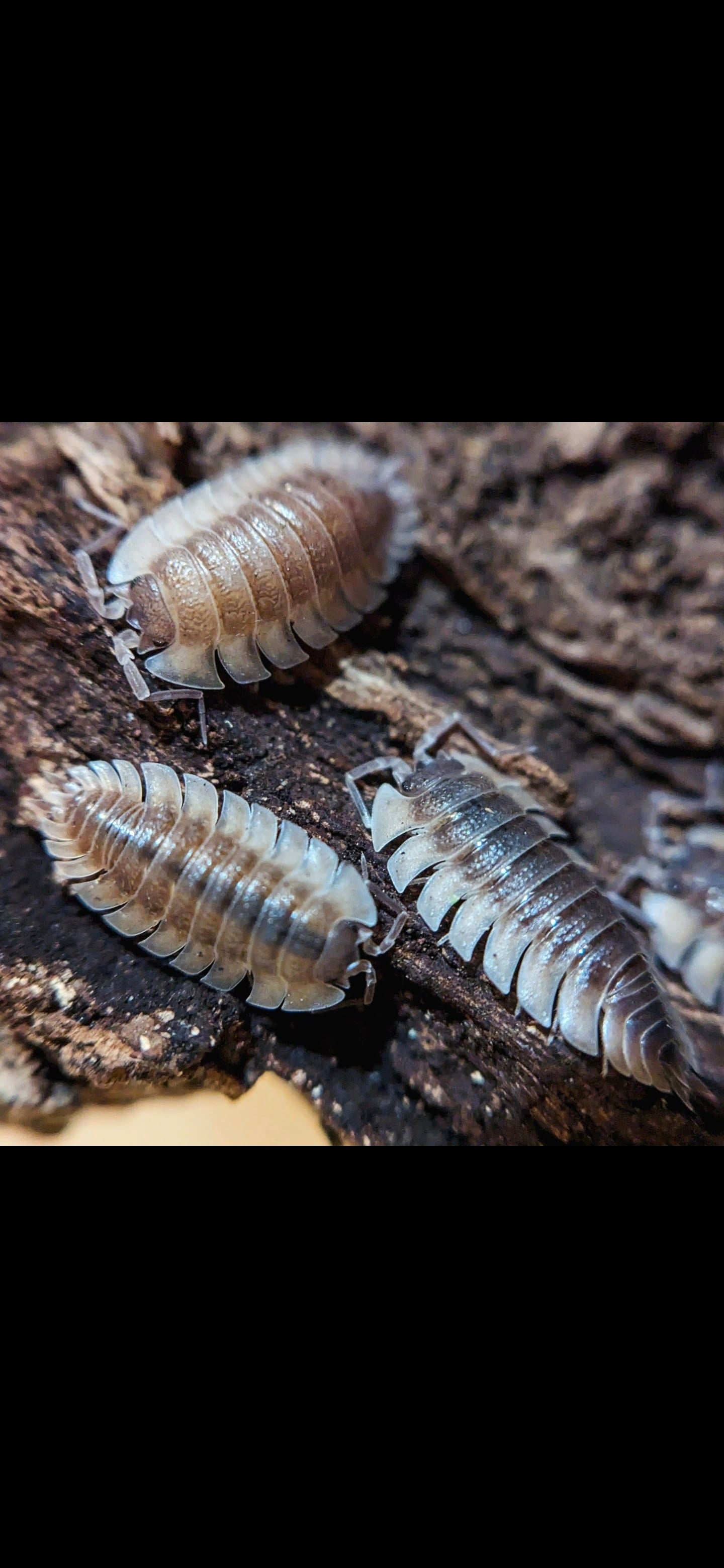 trachelipus Trilobatus