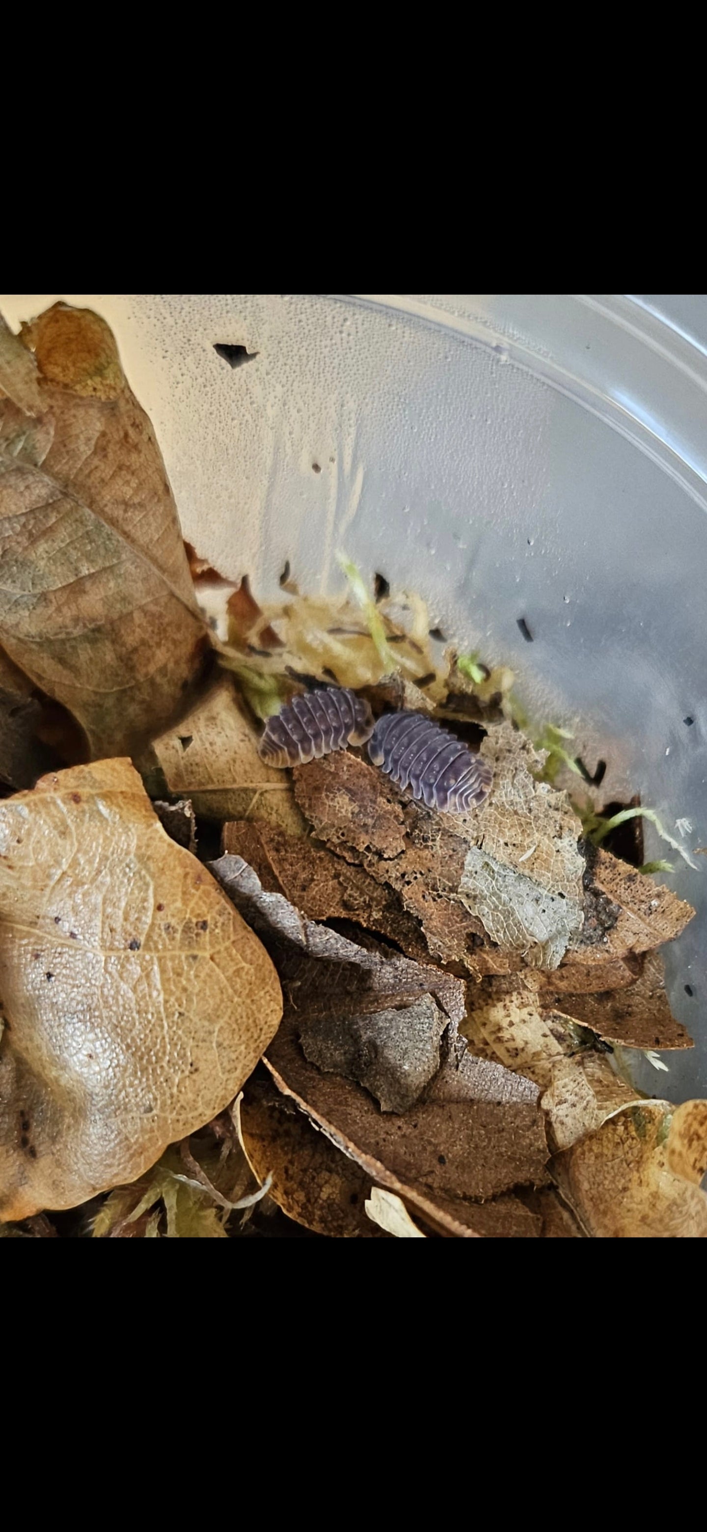 Armadillidae Shiny Gator