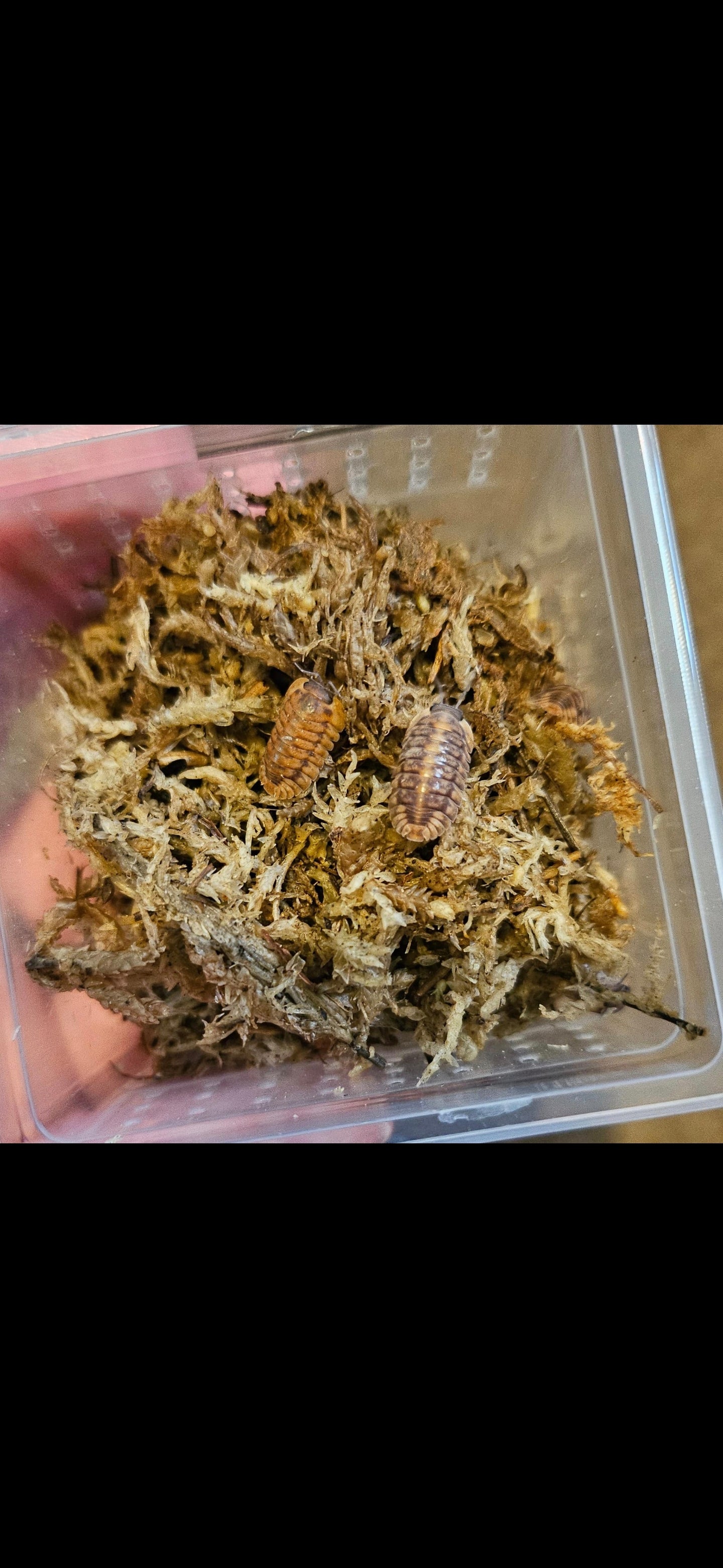Cubaris Red/Orange Tiger
