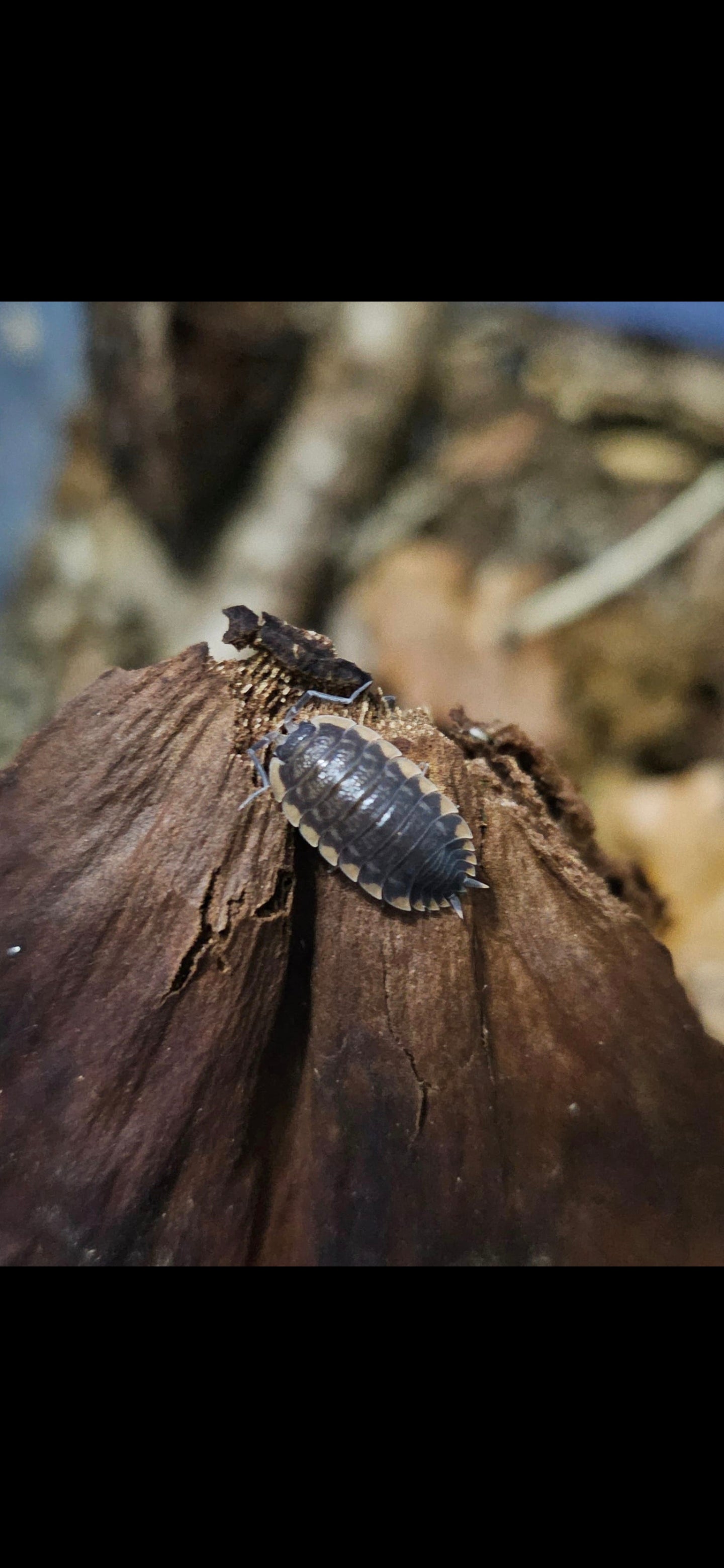 trachelipus caucasis