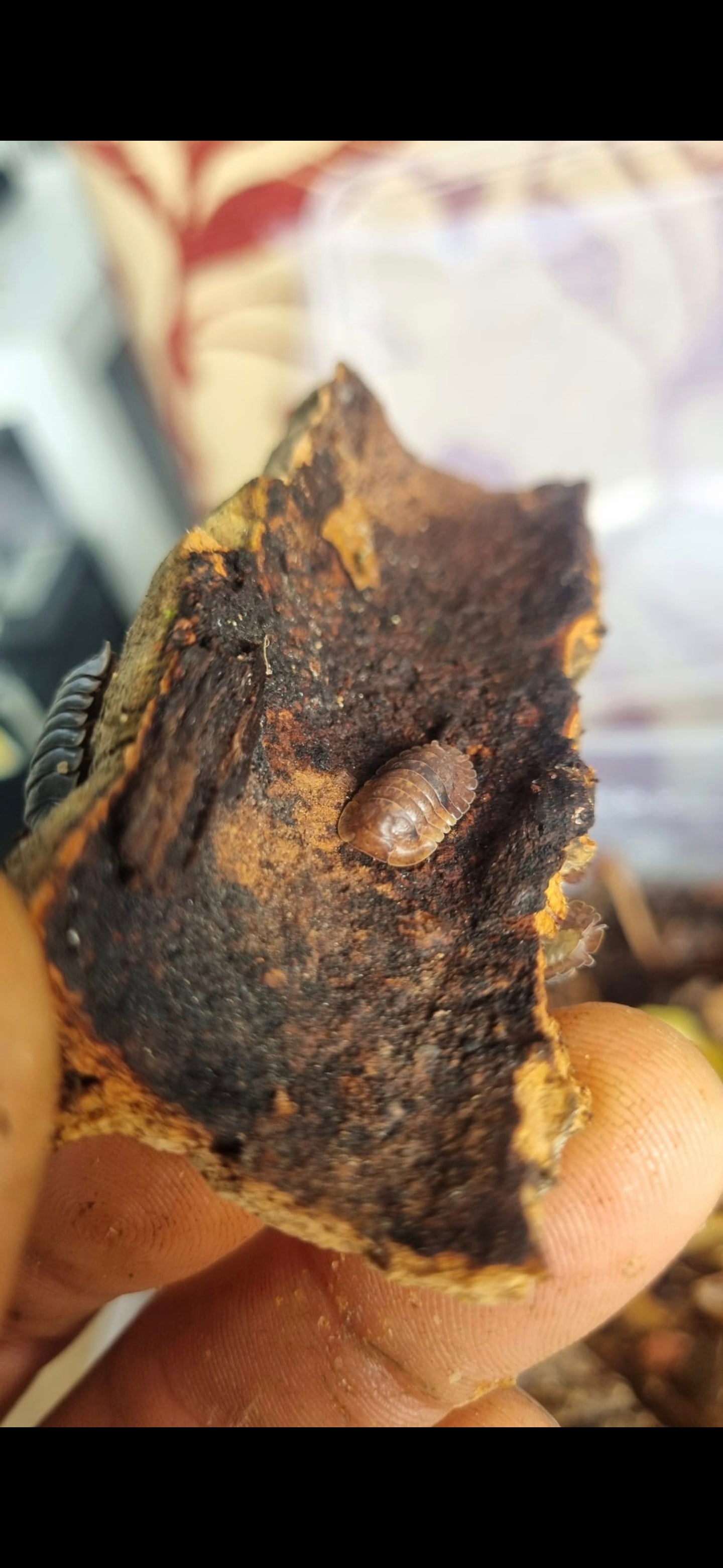 Filipinodillo Giant Banaho