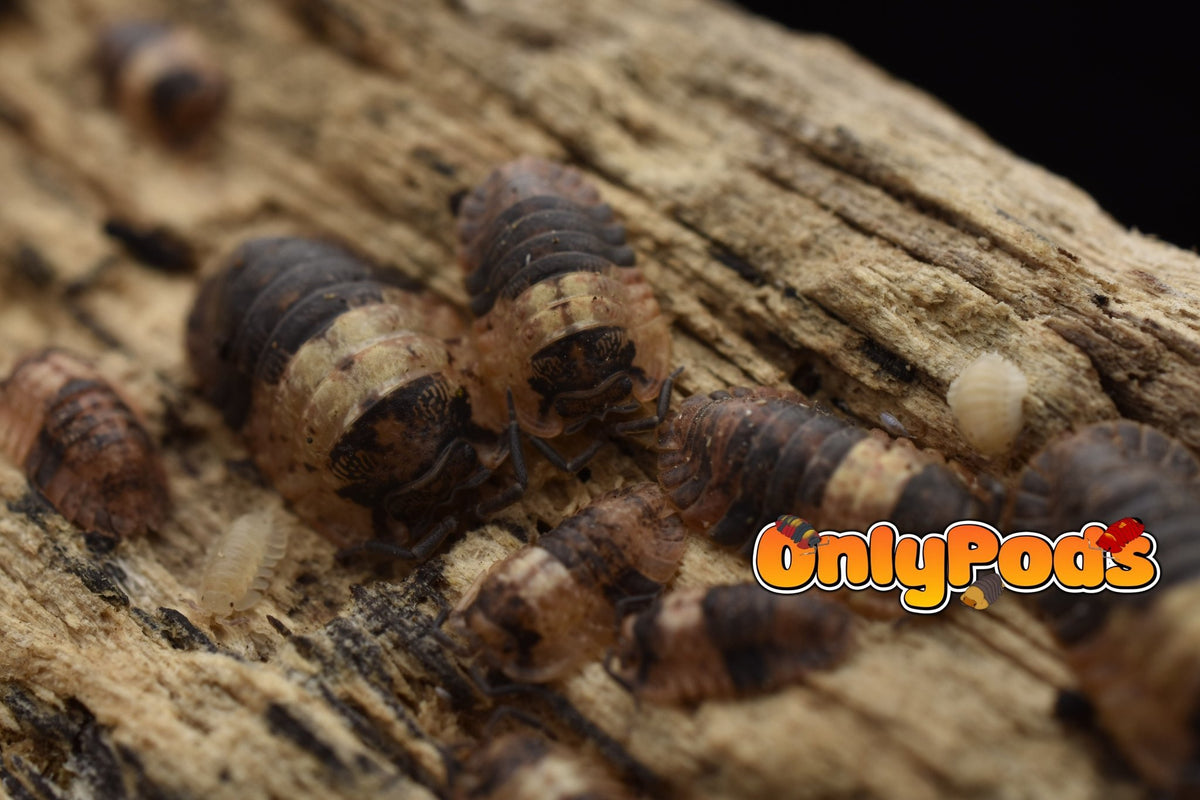 Adinda Grizzly Bear Isopod for sale UK - OnlyPods
