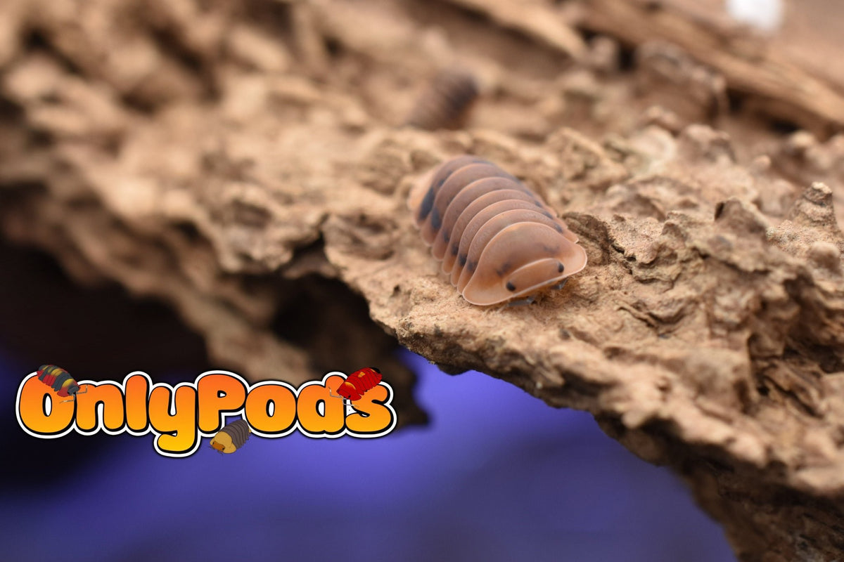 Angry Monk OCF Project Isopod for sale UK - OnlyPods