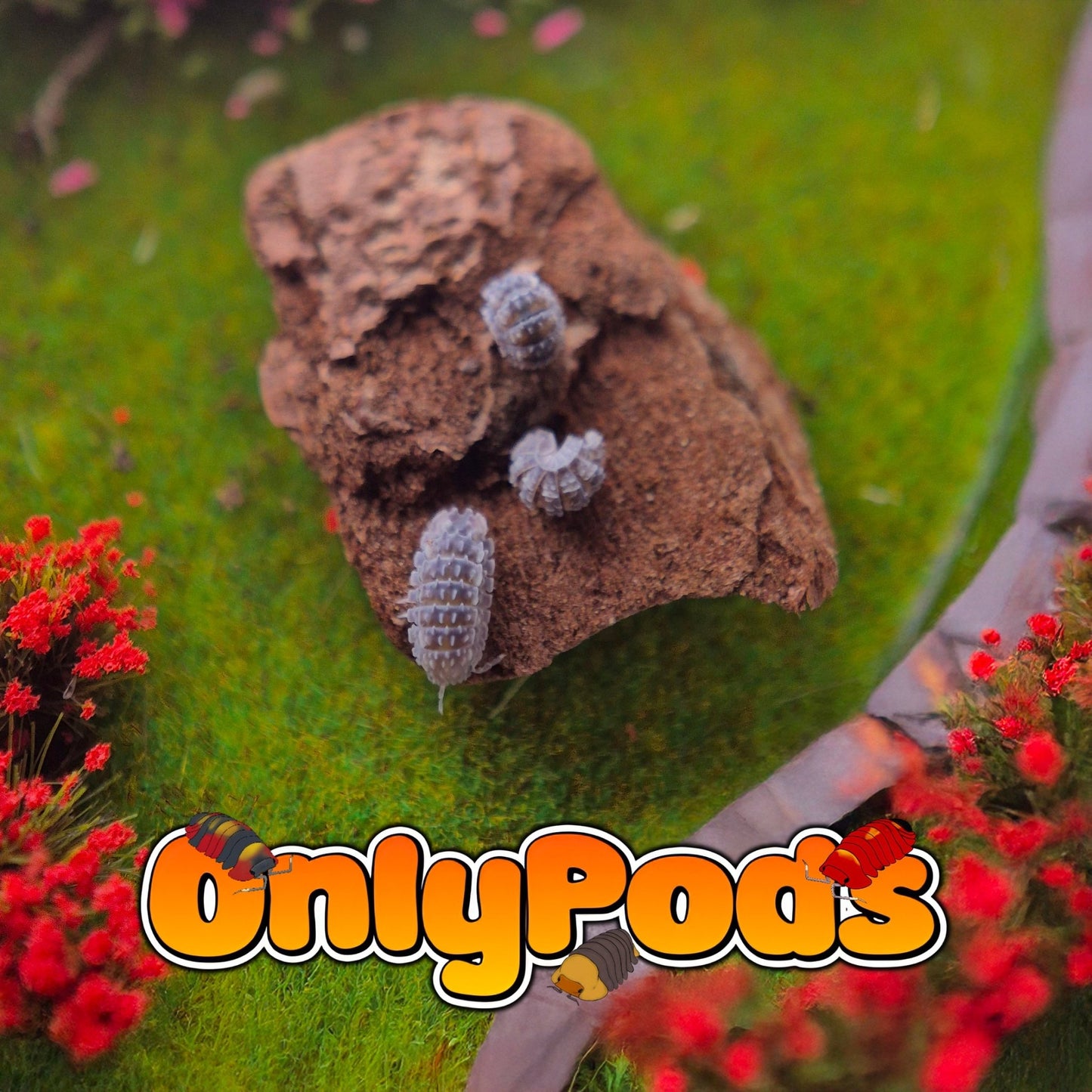 Ankylosaur (Reductoniscus Tuberculatus) Isopod for sale UK - OnlyPods