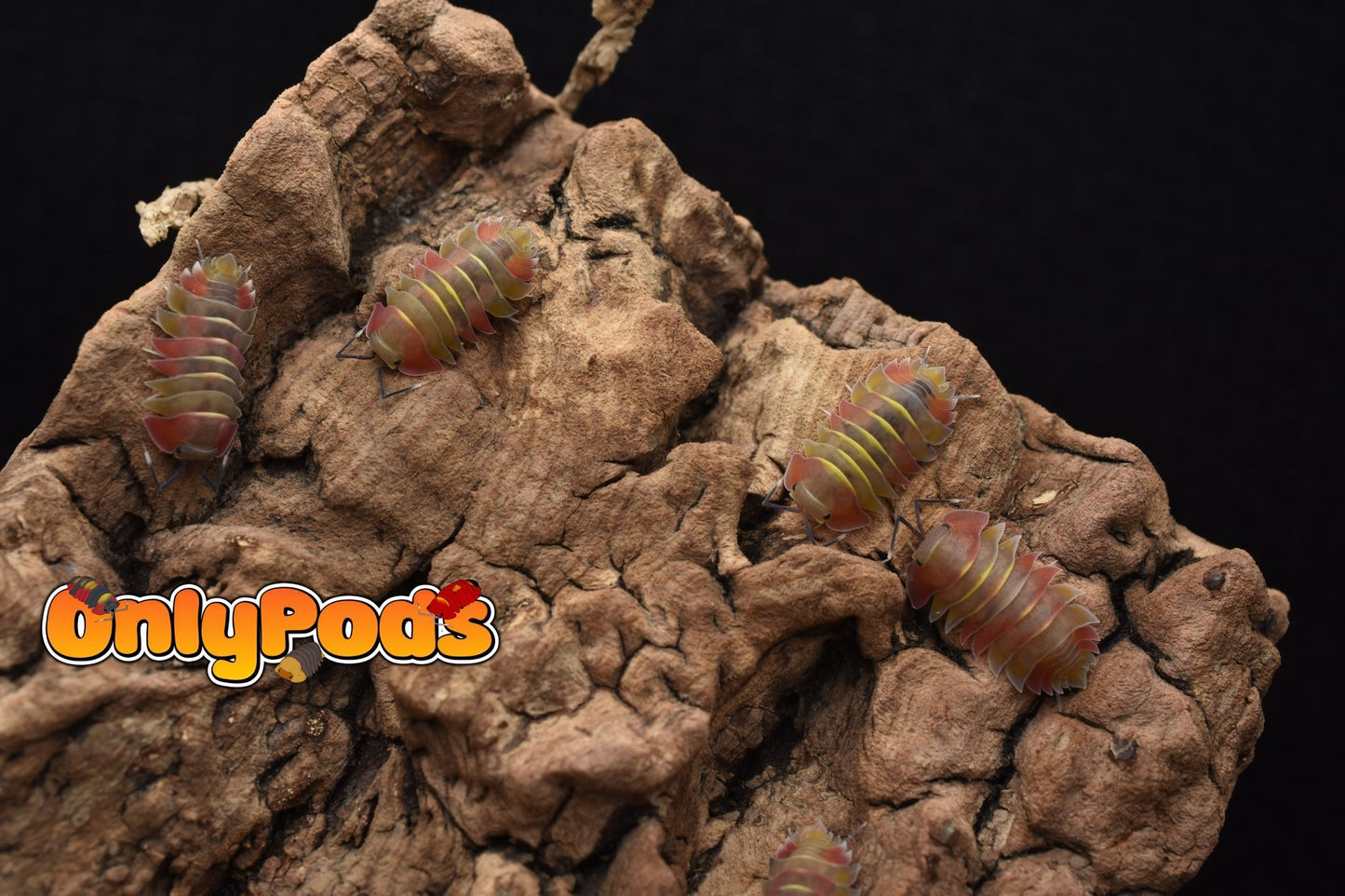 Ardentiella Aroura Isopod for sale UK - OnlyPods