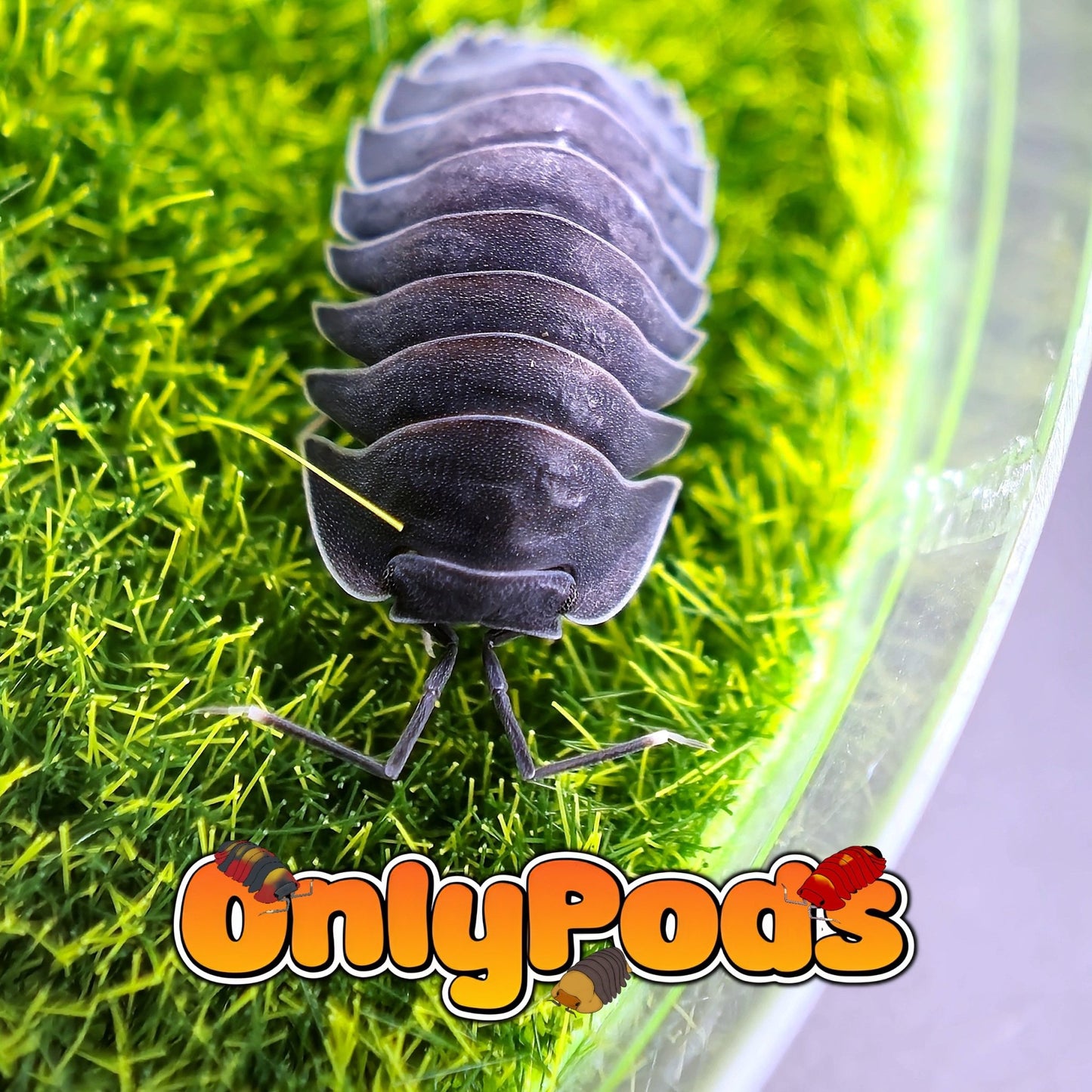 Ardentiella Black Hole Isopod for sale UK - OnlyPods
