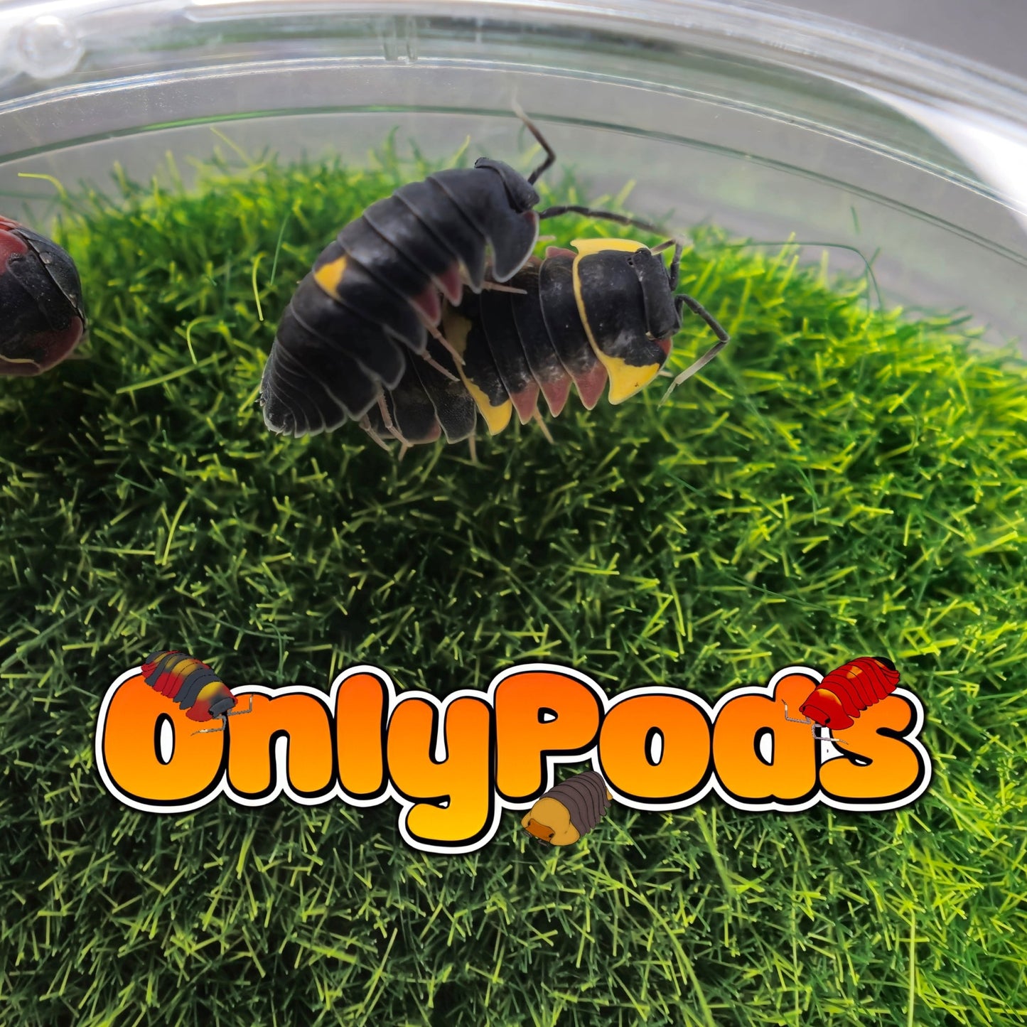 Ardentiella Crimson Diablo Isopod for sale UK - OnlyPods