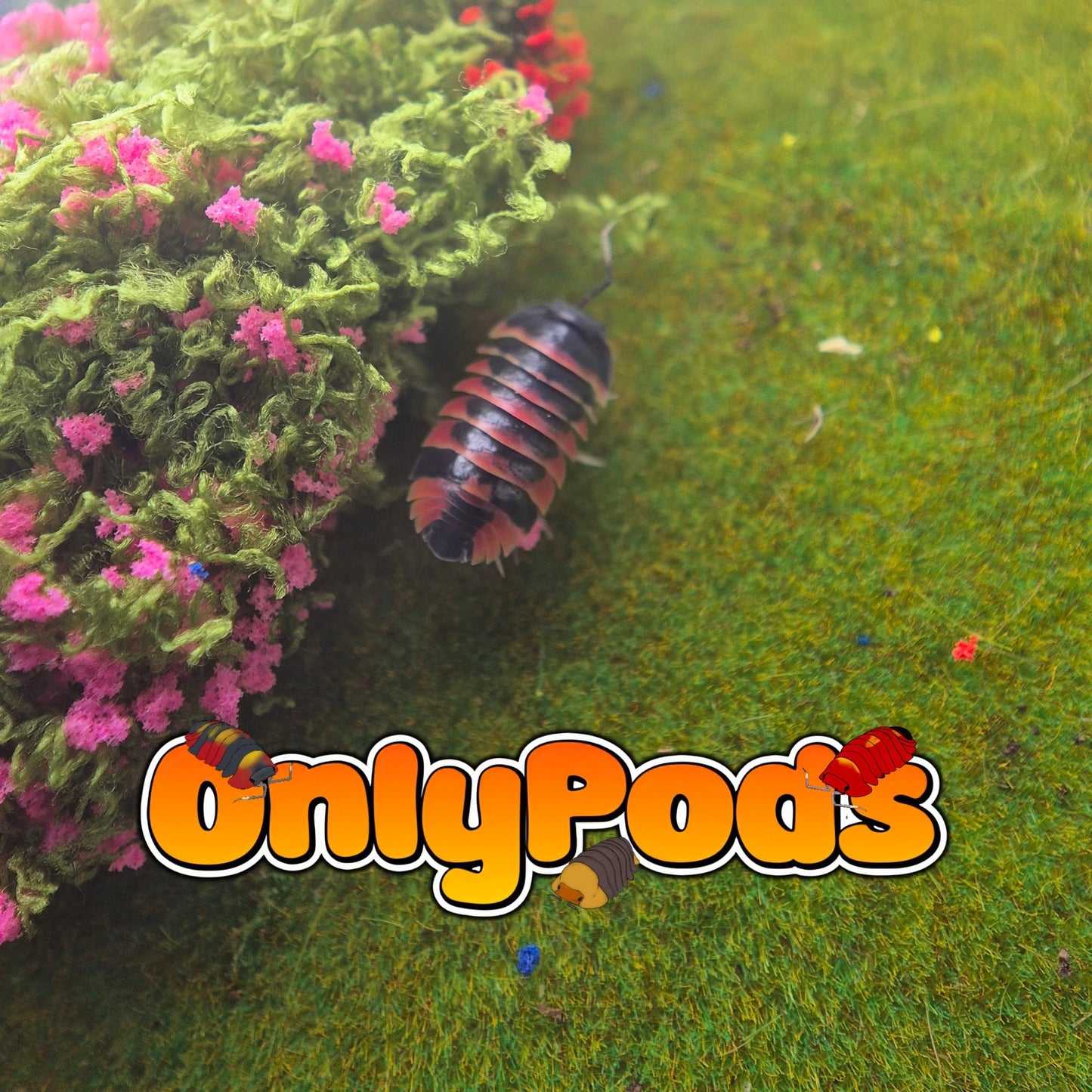Ardentiella Ember Bee Red (Project) Isopod for sale UK - OnlyPods