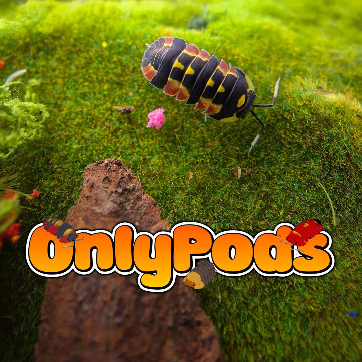 Ardentiella Inarius Isopod for sale UK - OnlyPods