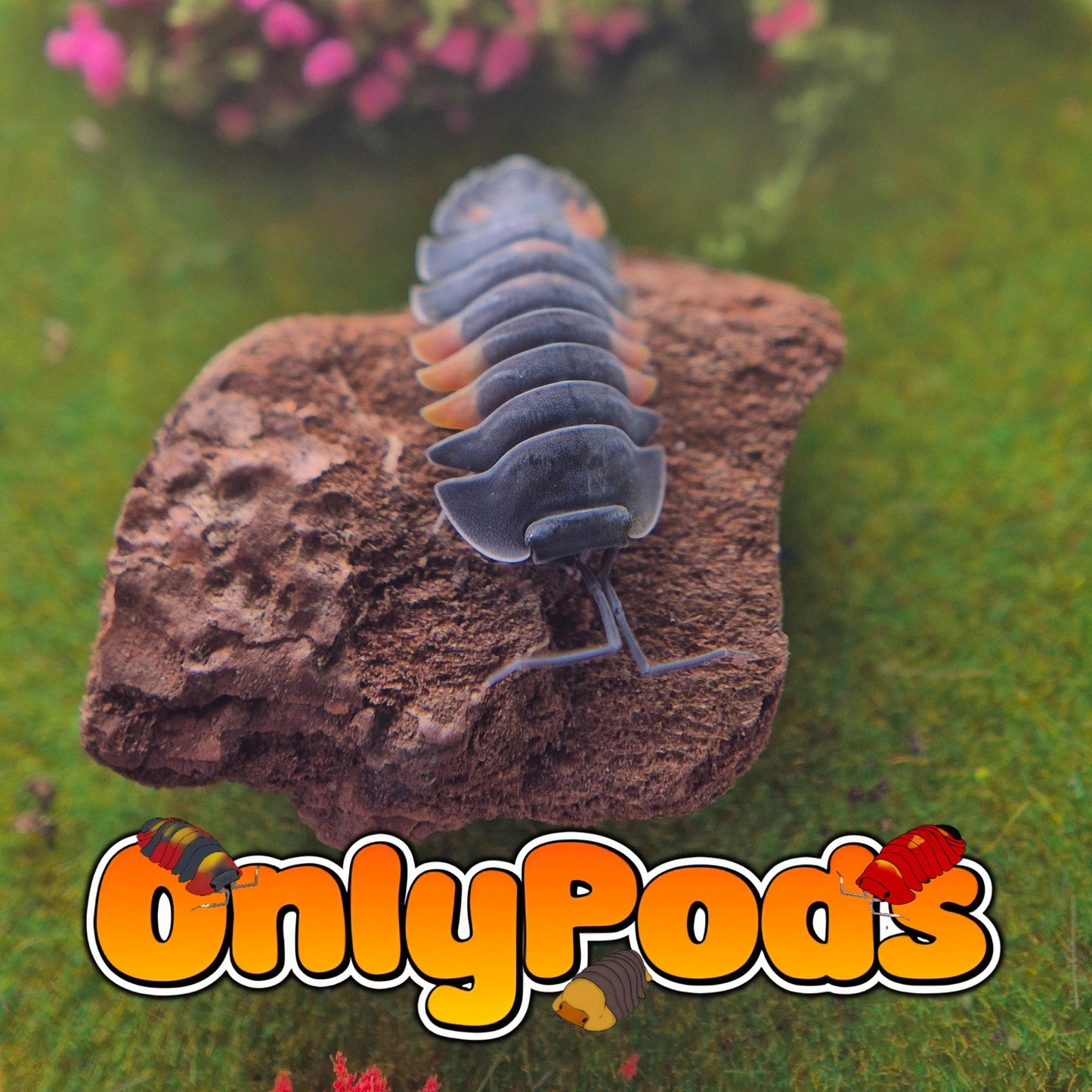 Ardentiella Orange Lava Isopod for sale UK - OnlyPods