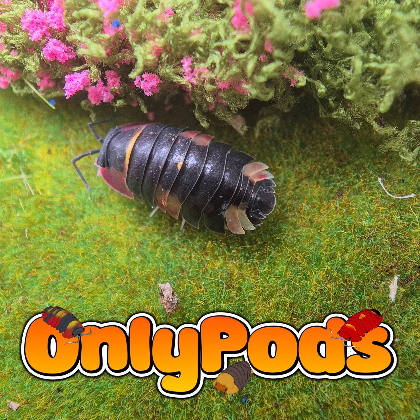 Ardentiella Quadcolor Bleeding Edge (Project) Isopod for sale UK - OnlyPods
