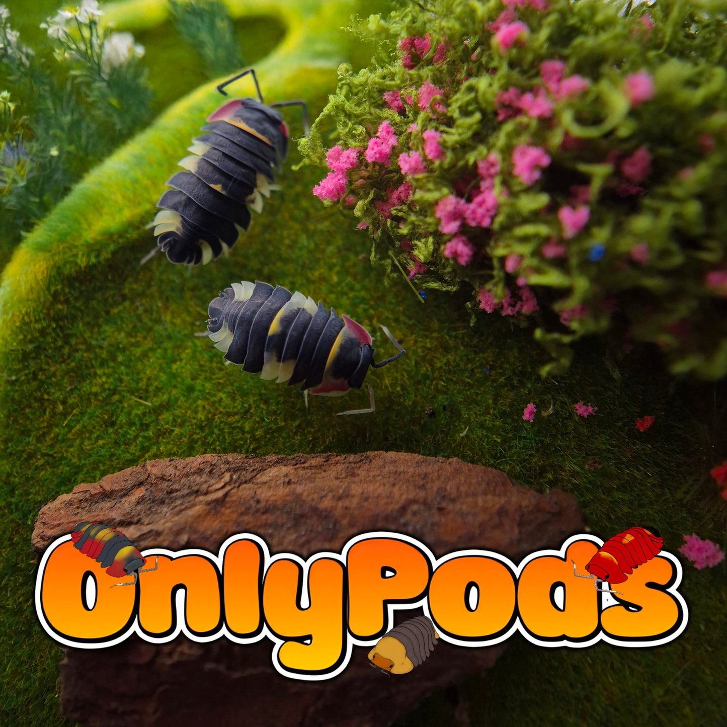 Ardentiella Quadcolor Isopod for sale UK - OnlyPods