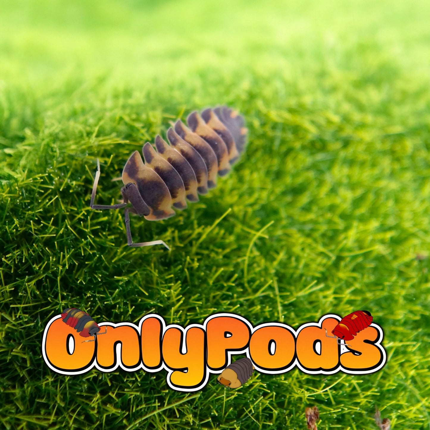 Ardentiella Volcano Isopod for sale UK - OnlyPods