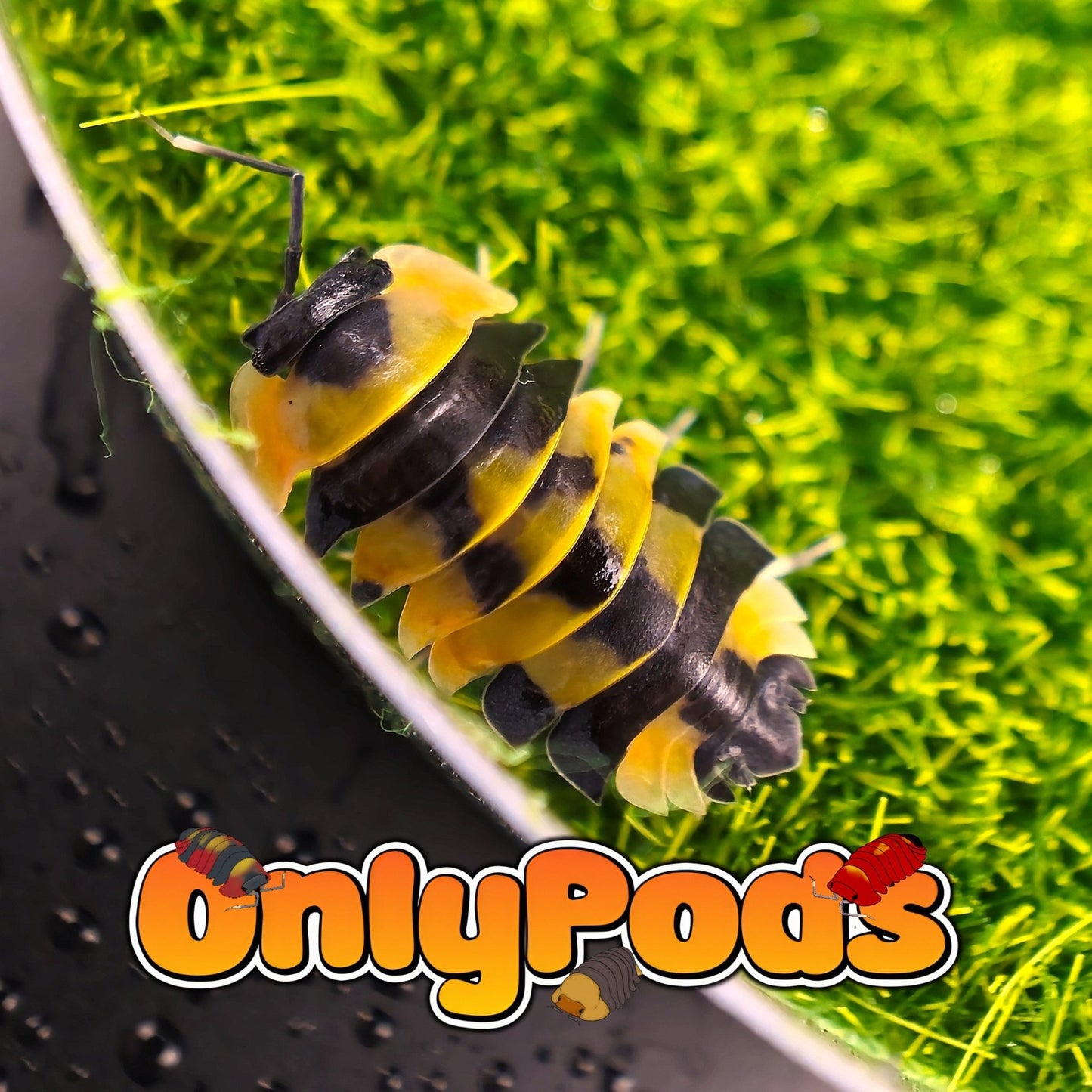 Ardentiella Yellow Phoenix (Pheonix) Isopod for sale UK - OnlyPods