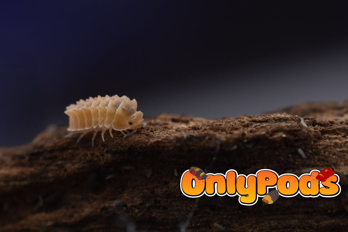 Armadillidae Armageddon Isopod for sale UK - OnlyPods