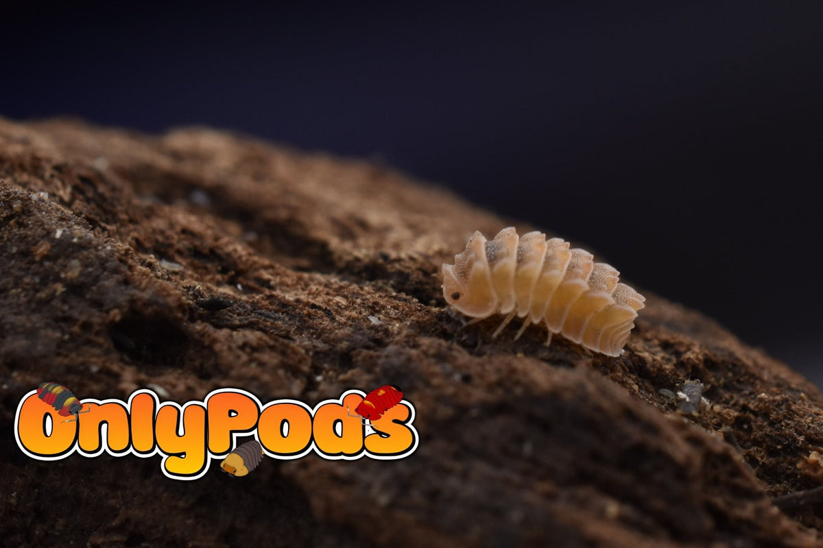 Armadillidae Armageddon Isopod for sale UK - OnlyPods