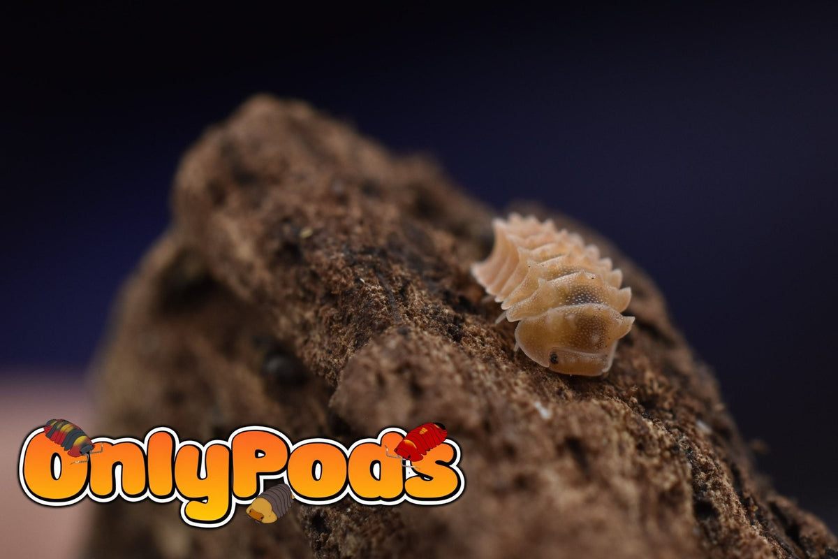 Armadillidae Armageddon Isopod for sale UK - OnlyPods