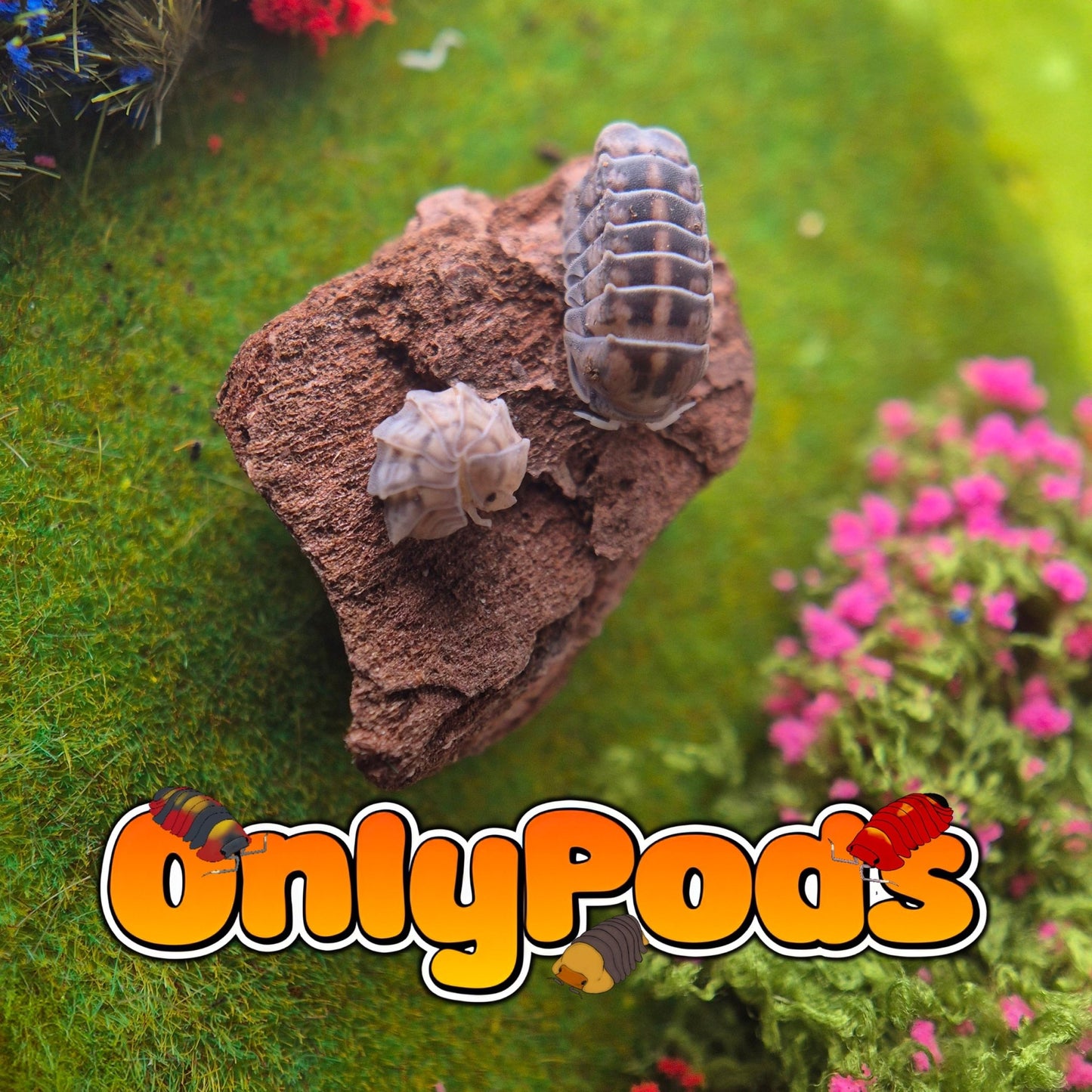 Armadillidae Godzilla Isopod for sale UK - OnlyPods