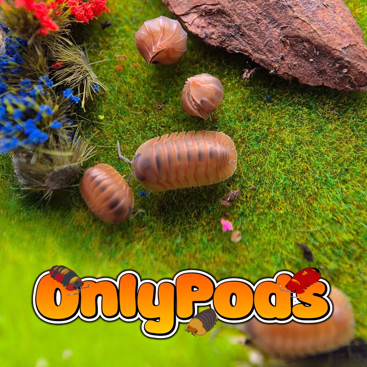 Caribodillo Martinicensis Isopod for sale UK - OnlyPods