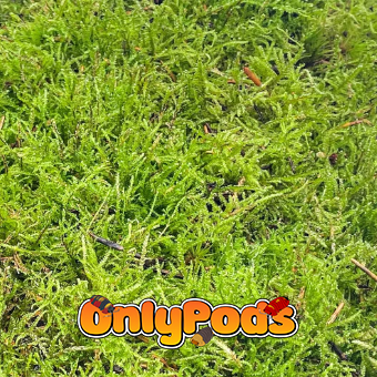 Carpet Moss Dry Goods for sale UK - OnlyPods