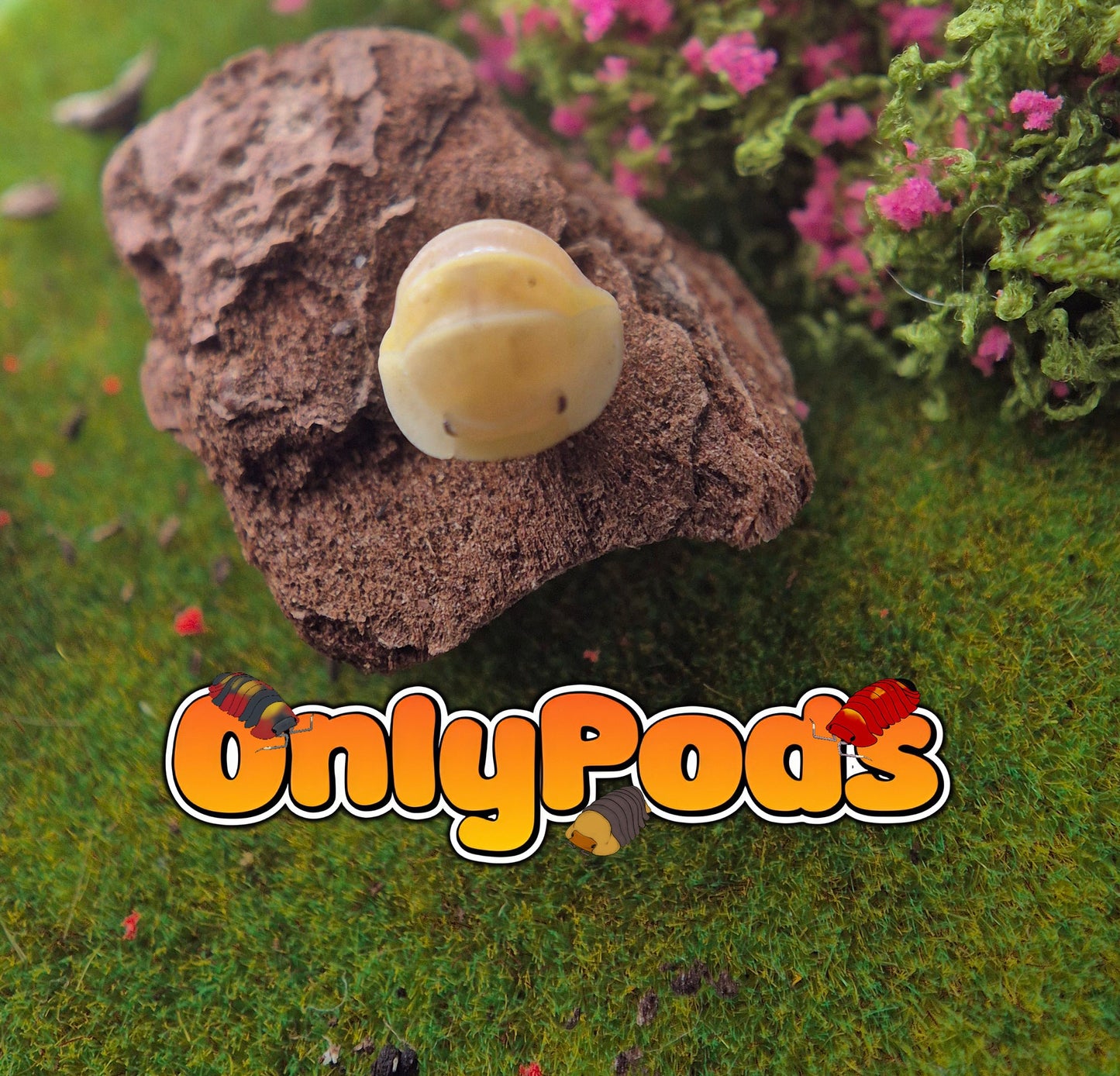 Cubaris Albino Ducky Isopod for sale UK - OnlyPods
