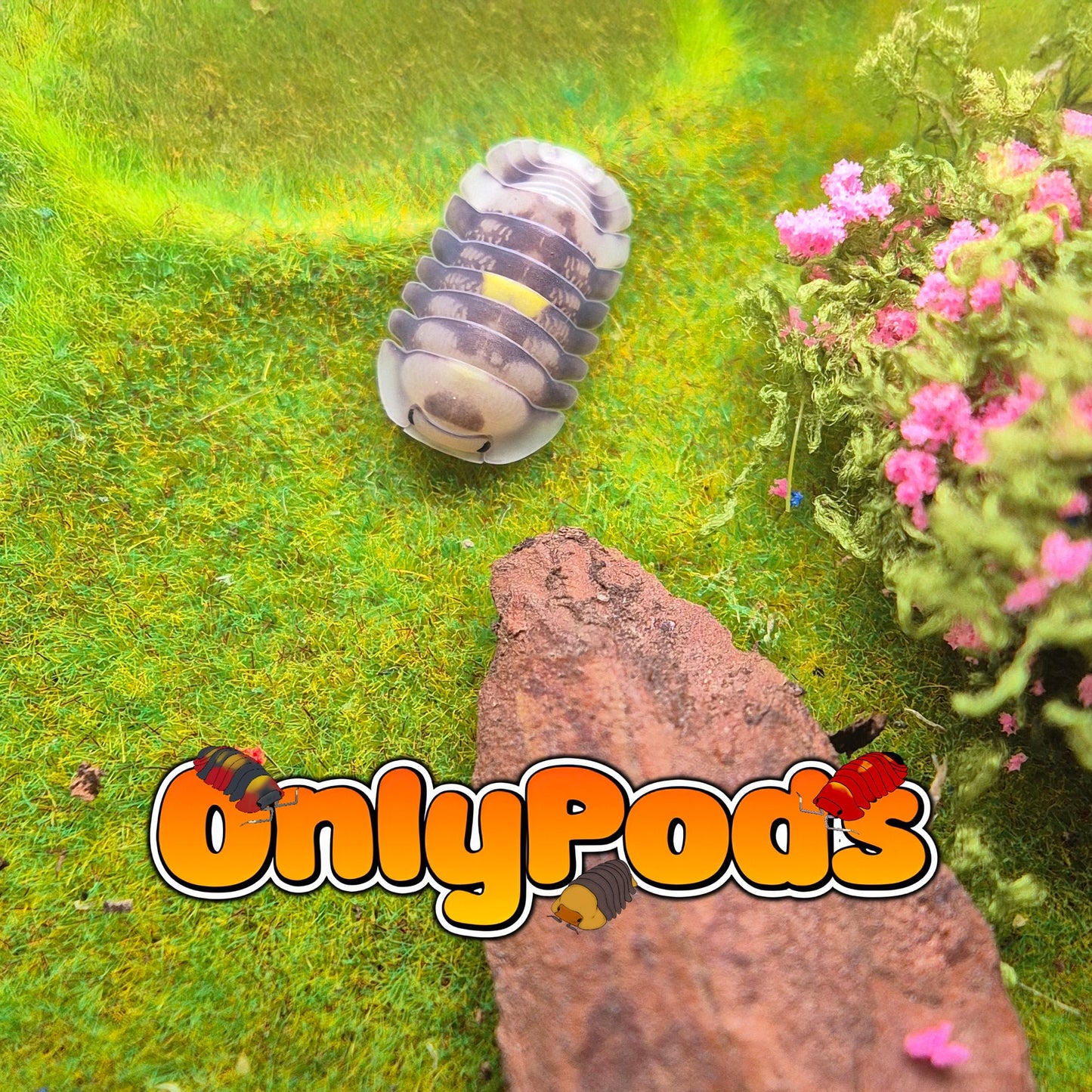 Cubaris Amber Firefly Lcf Isopod for sale UK - OnlyPods