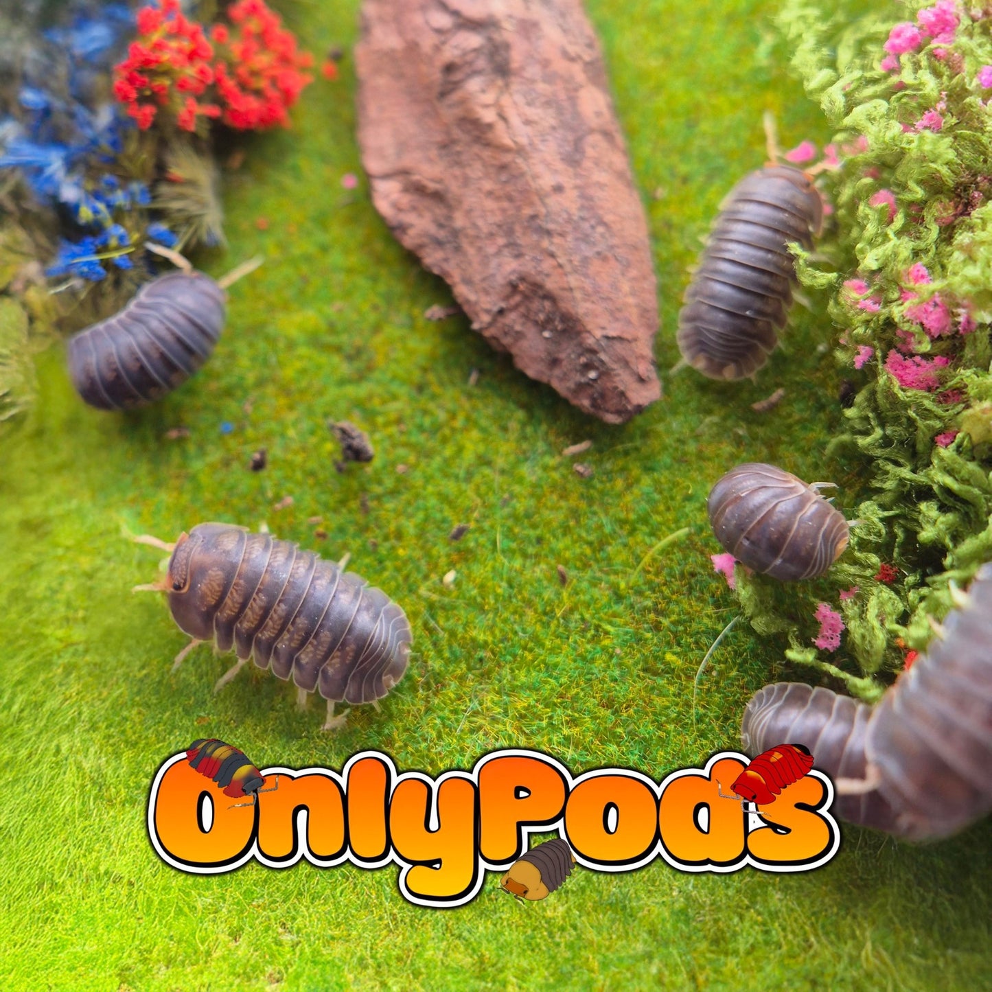 Cubaris Catfish Isopod for sale UK - OnlyPods