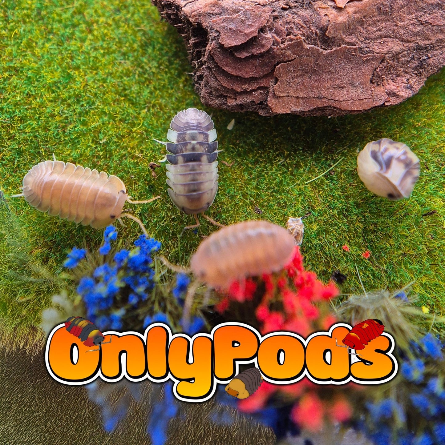 Cubaris Cliff Ducky Isopod for sale UK - OnlyPods