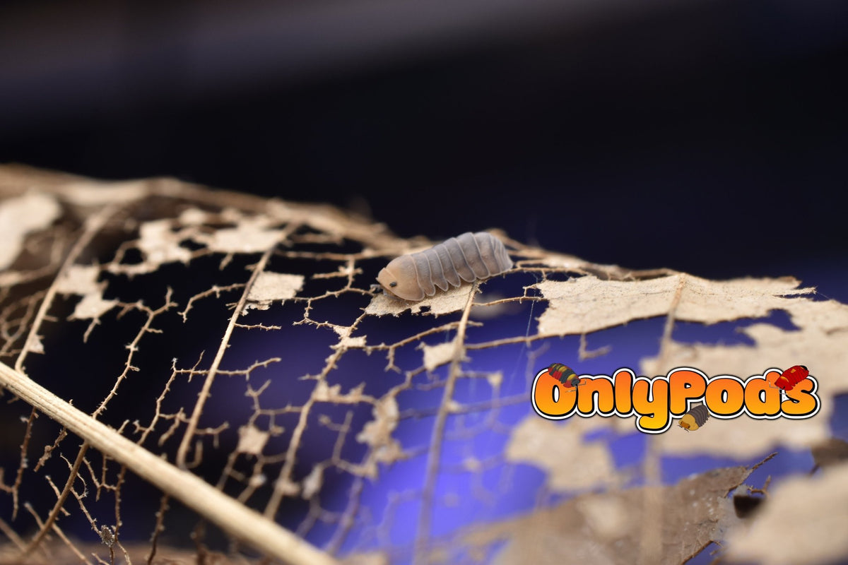 Cubaris Cute Honey Tiger Isopod for sale UK - OnlyPods