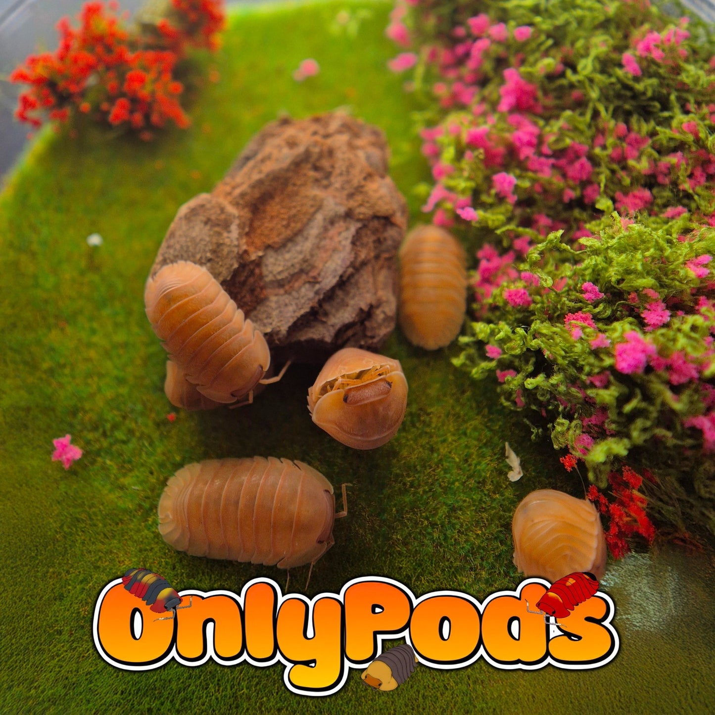 Cubaris Giant Mandarin Isopod for sale UK - OnlyPods