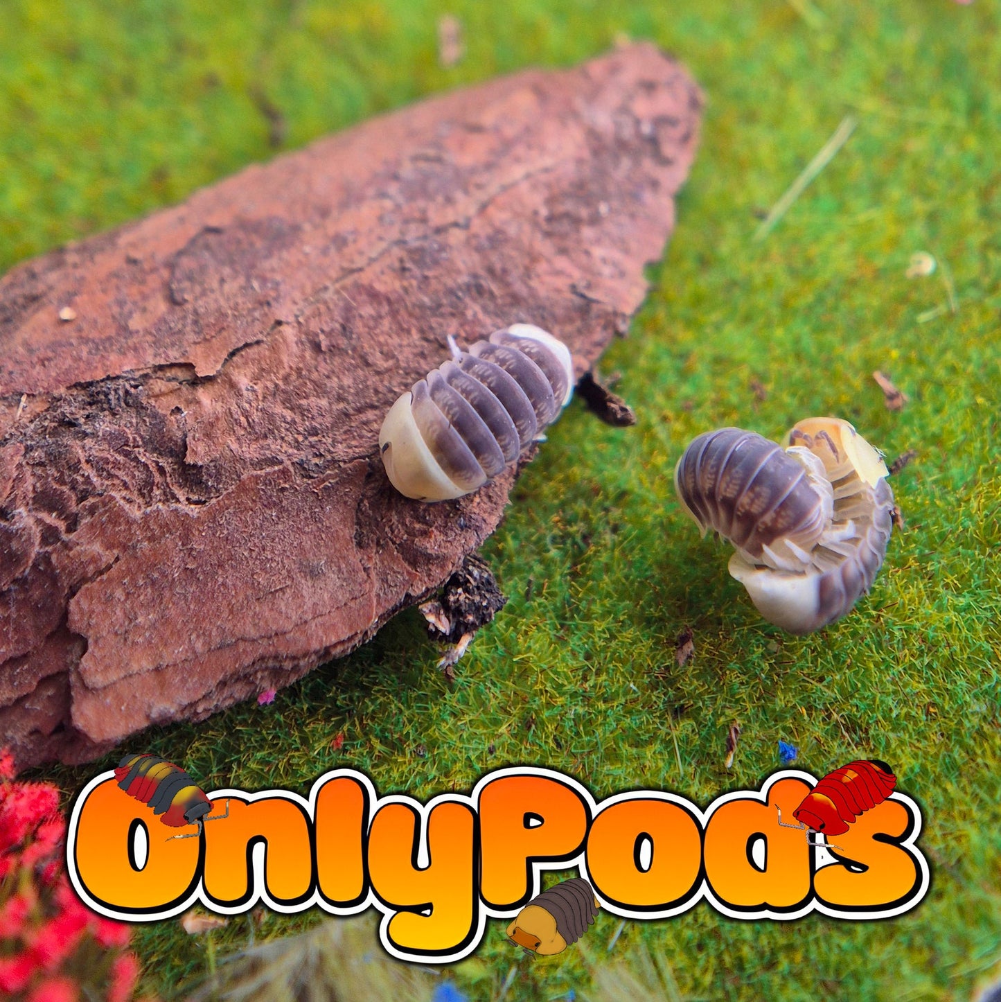 Cubaris Helios Ducky Isopod for sale UK - OnlyPods