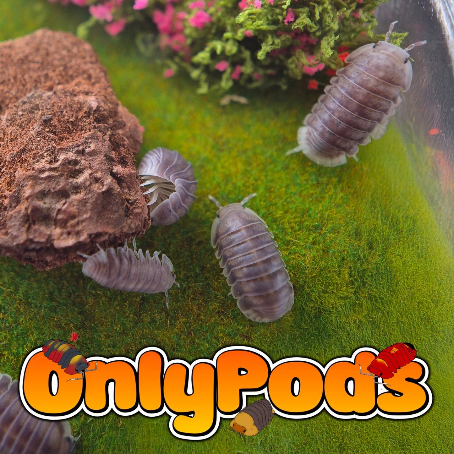 Cubaris Penguin Isopod for sale UK - OnlyPods