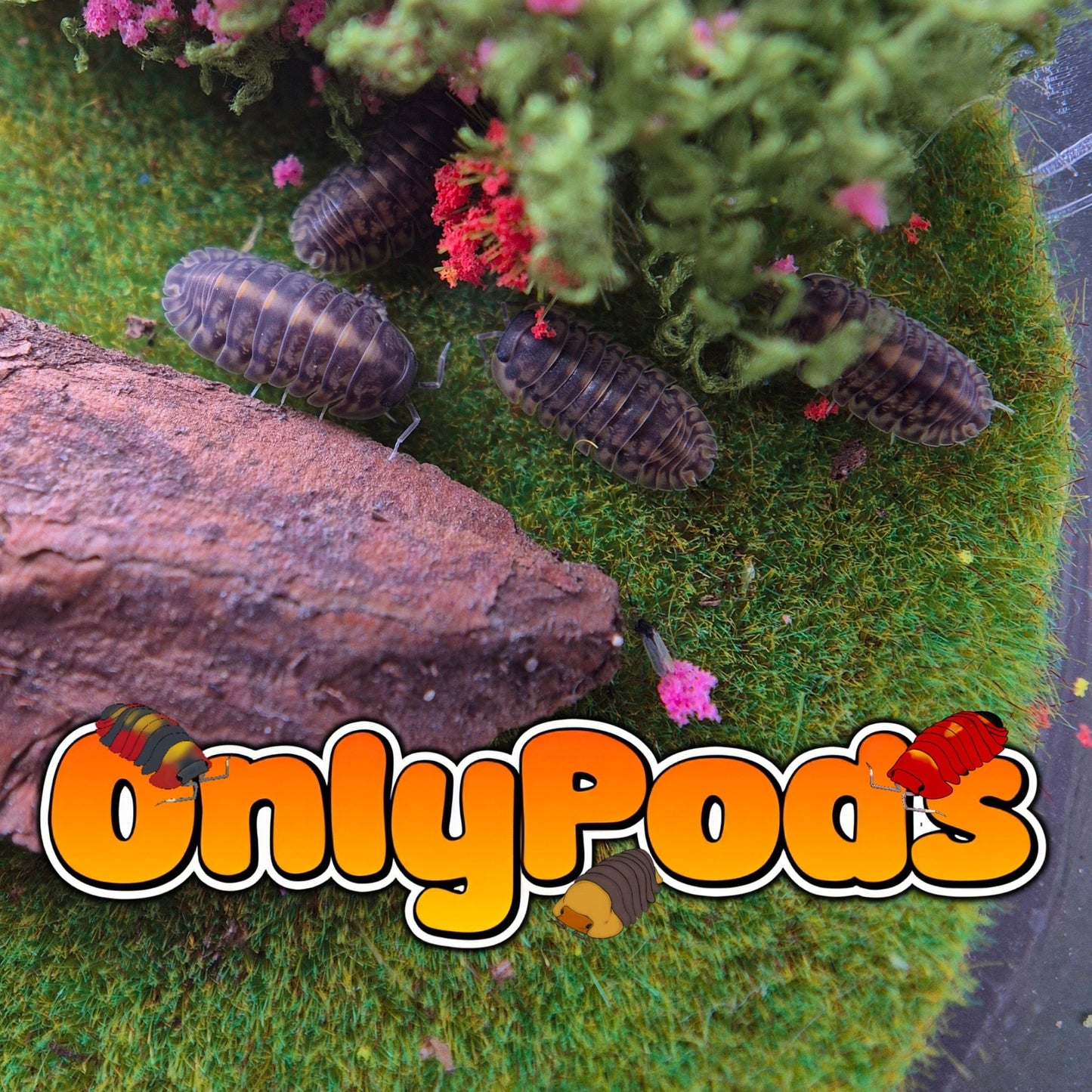 Cubaris Plantin Tung Song Isopod for sale UK - OnlyPods