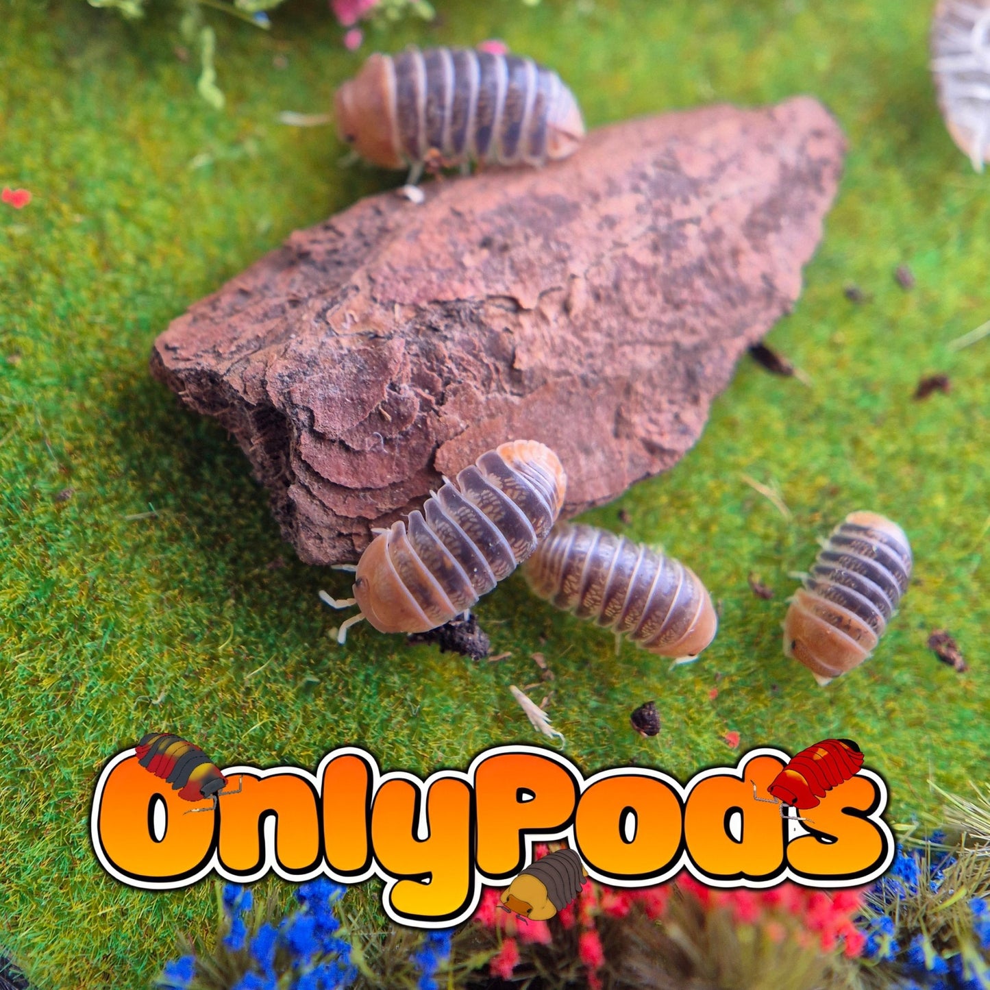 Cubaris Red Slater Isopod for sale UK - OnlyPods
