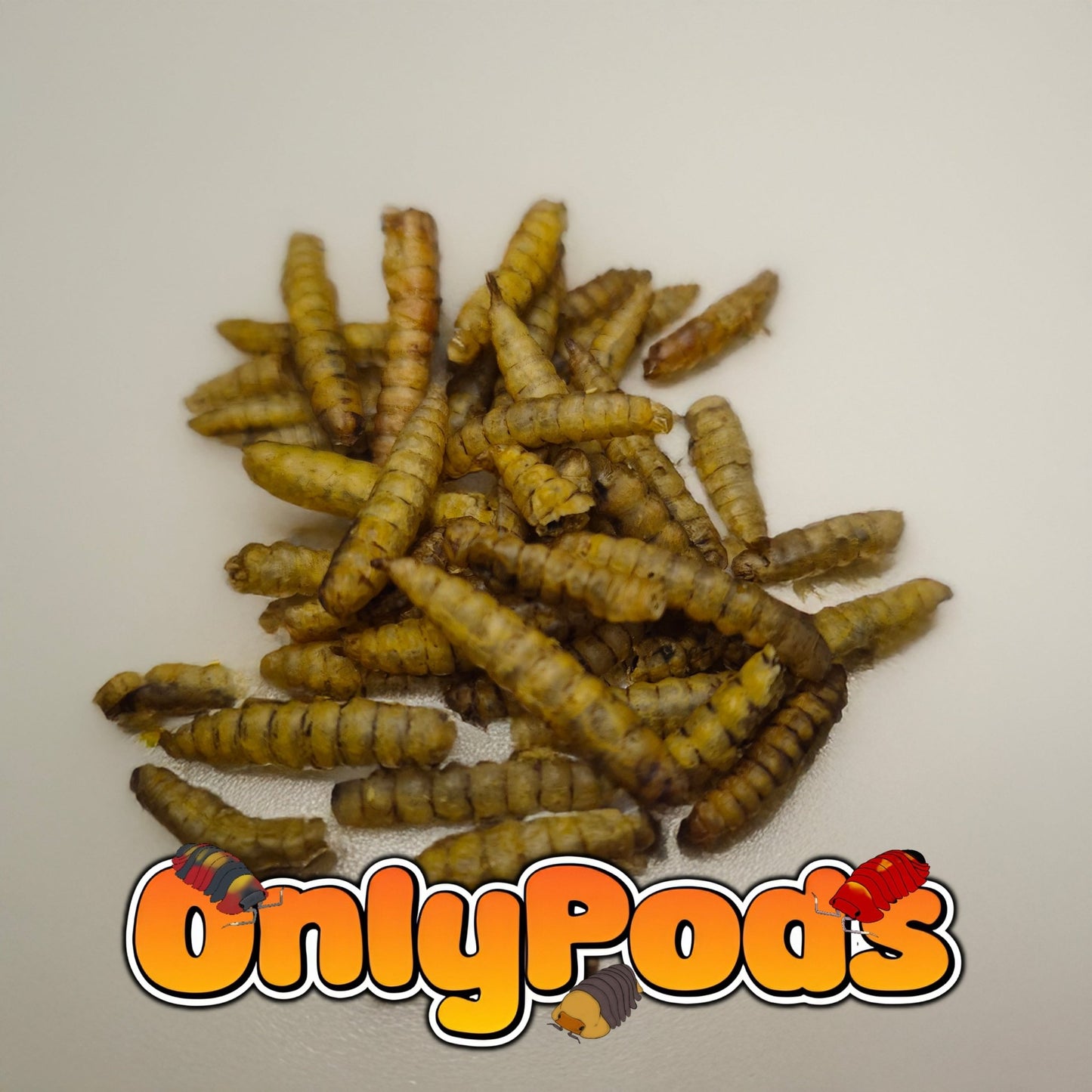 Dried calciumworms Dry Goods for sale UK - OnlyPods