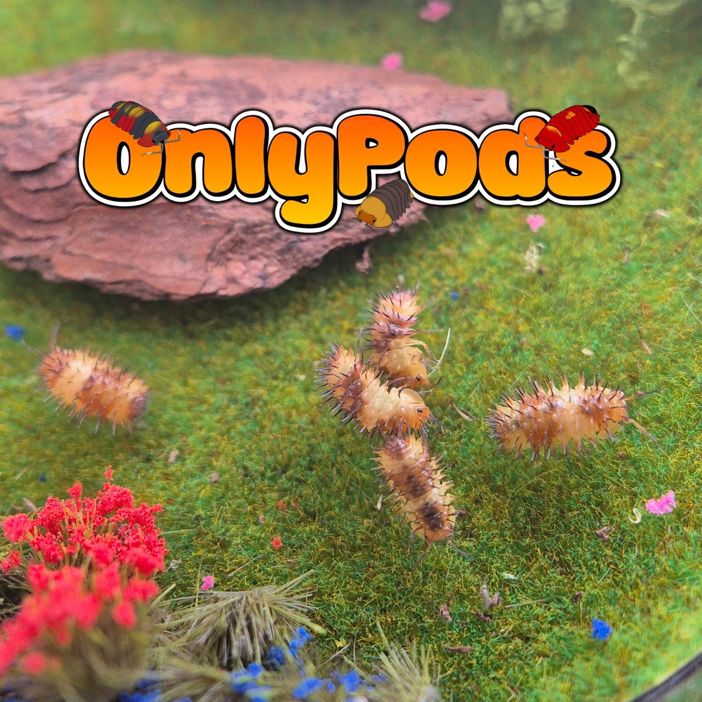 Laureola Magma Isopod for sale UK - OnlyPods