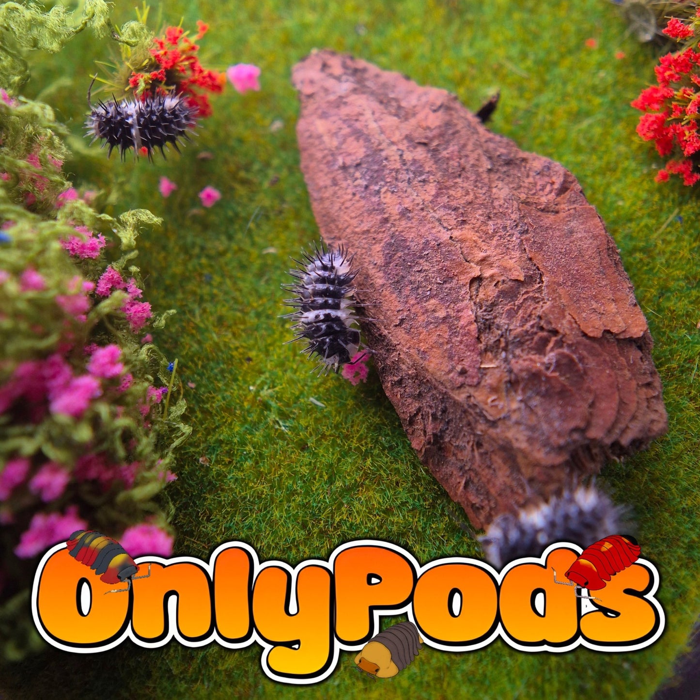 Laureola Panda Isopod for sale UK - OnlyPods