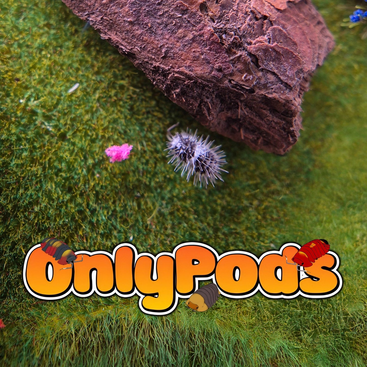 Laureola White Skull Isopod for sale UK - OnlyPods