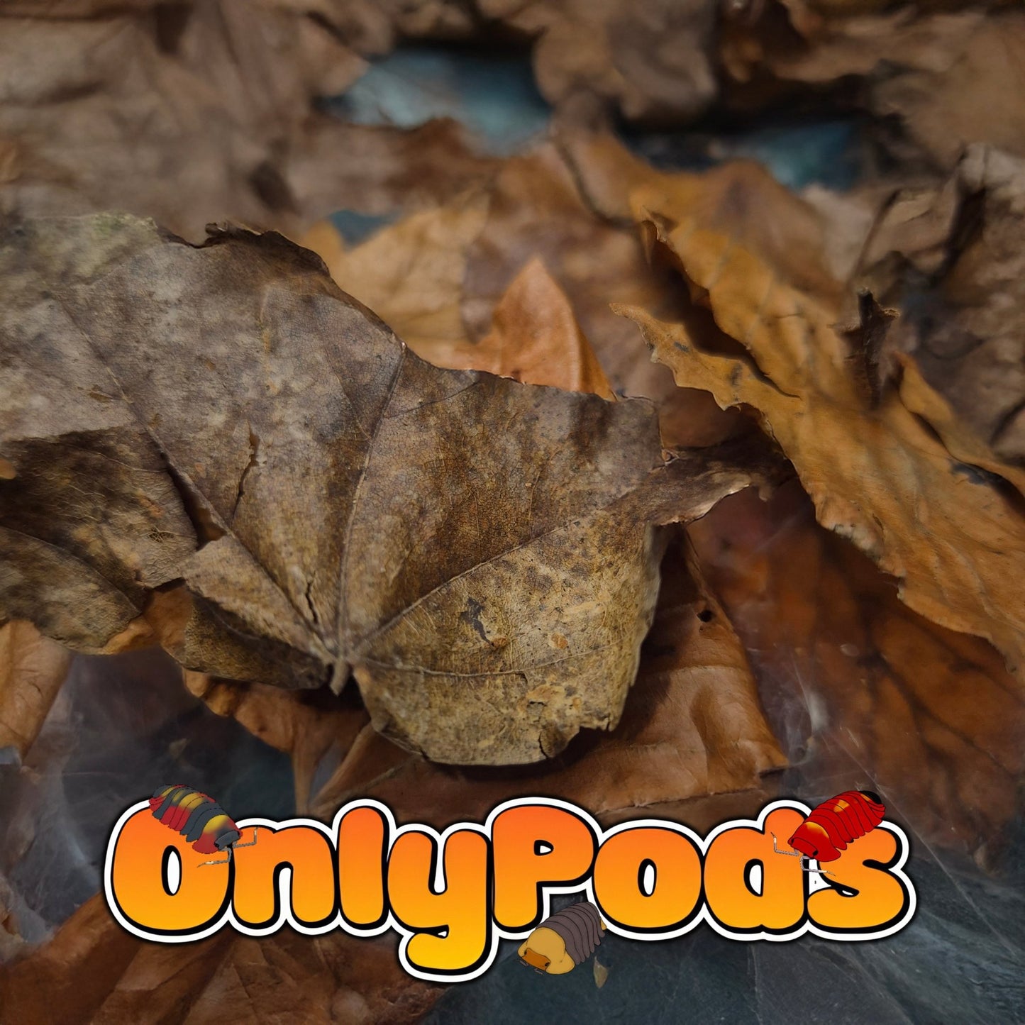 Leaf litter Dry Goods for sale UK - OnlyPods