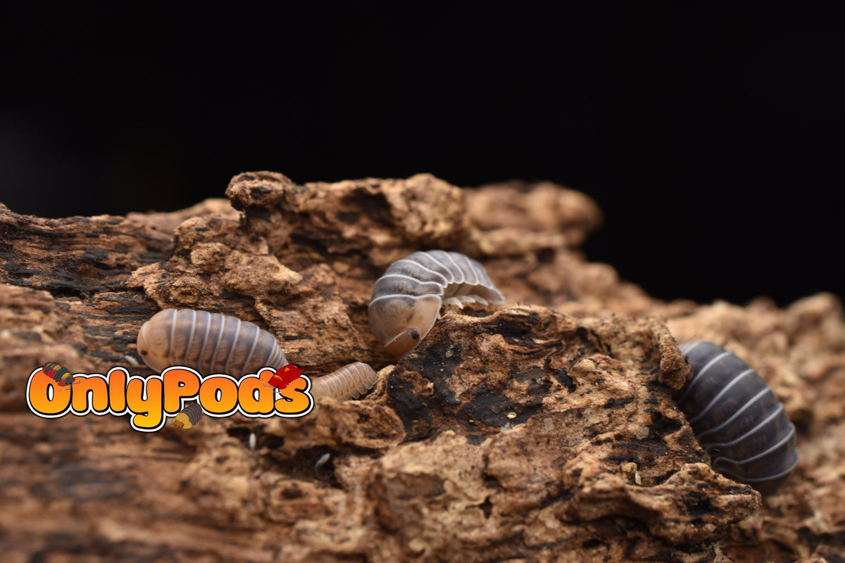 Spherillo Copper Head Isopod for sale UK - OnlyPods