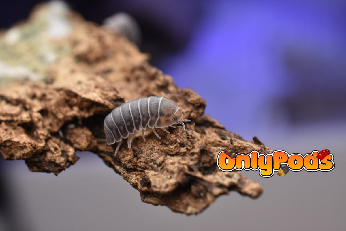 Spherillo Copper Head Isopod for sale UK - OnlyPods