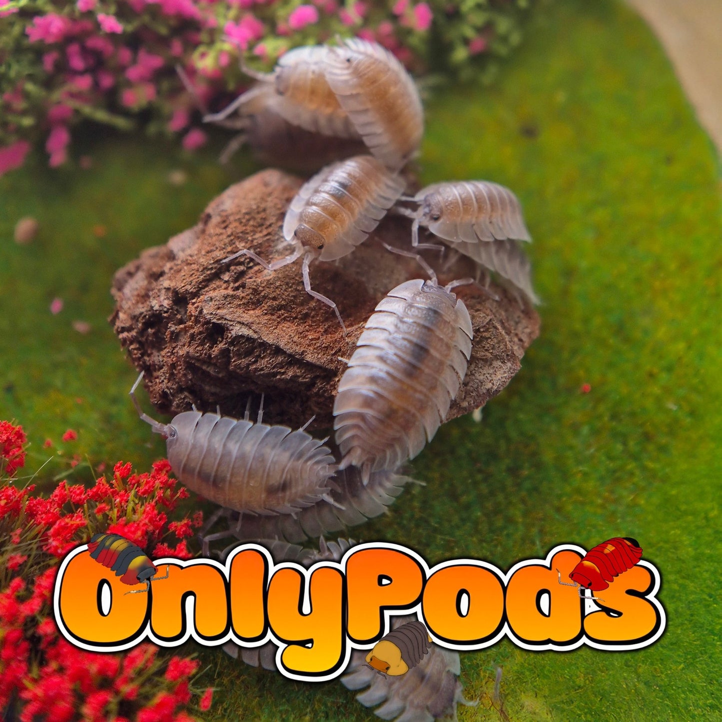 Trilobite (Trachelipus Trilobatus) Isopod for sale UK - OnlyPods